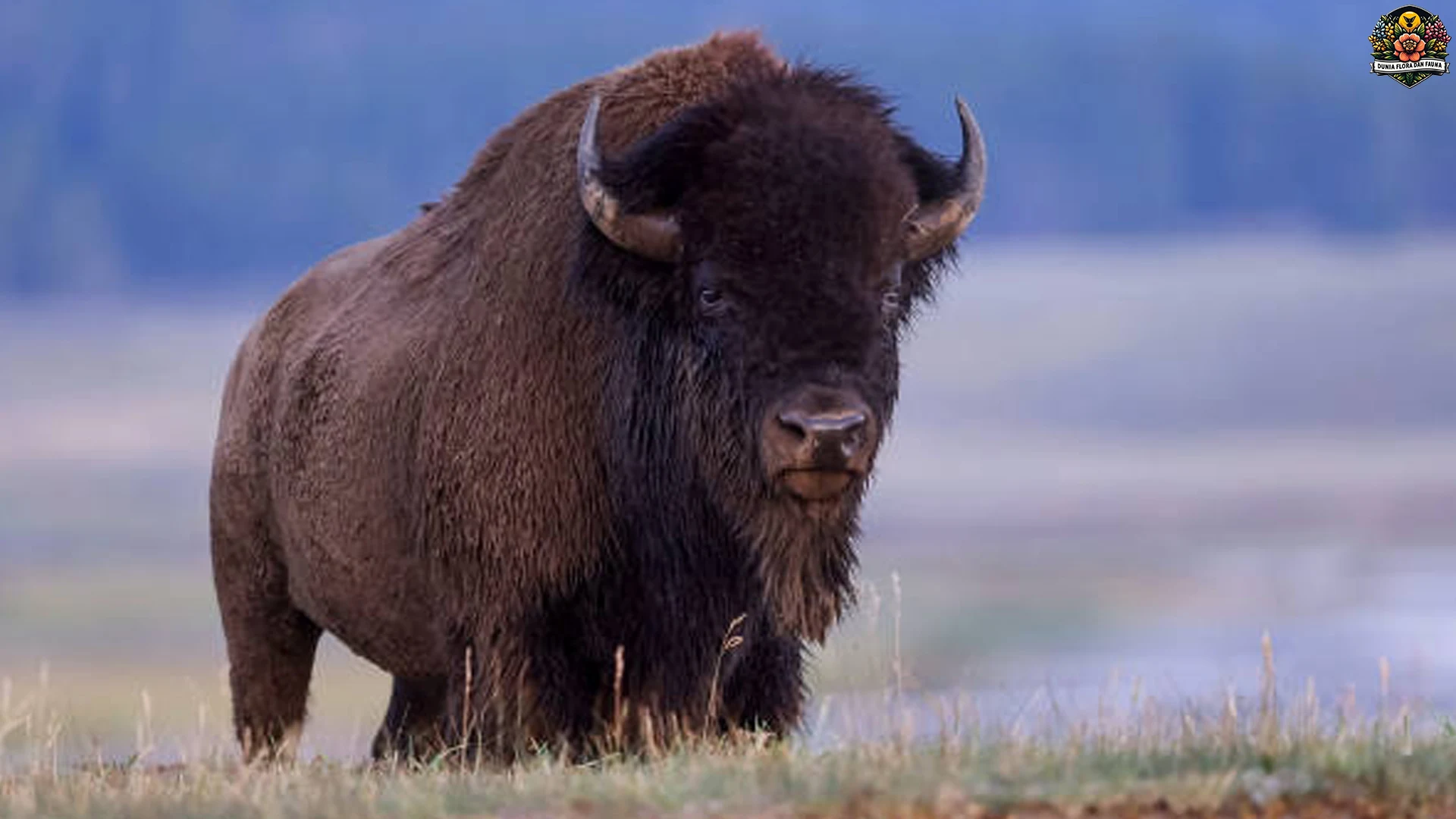 Bison Amerika: 5 Hal Menarik Tentang Hewan Legendaris Ini 2 Bison Amerika: 5 Hal Menarik Tentang Hewan Legendaris Ini