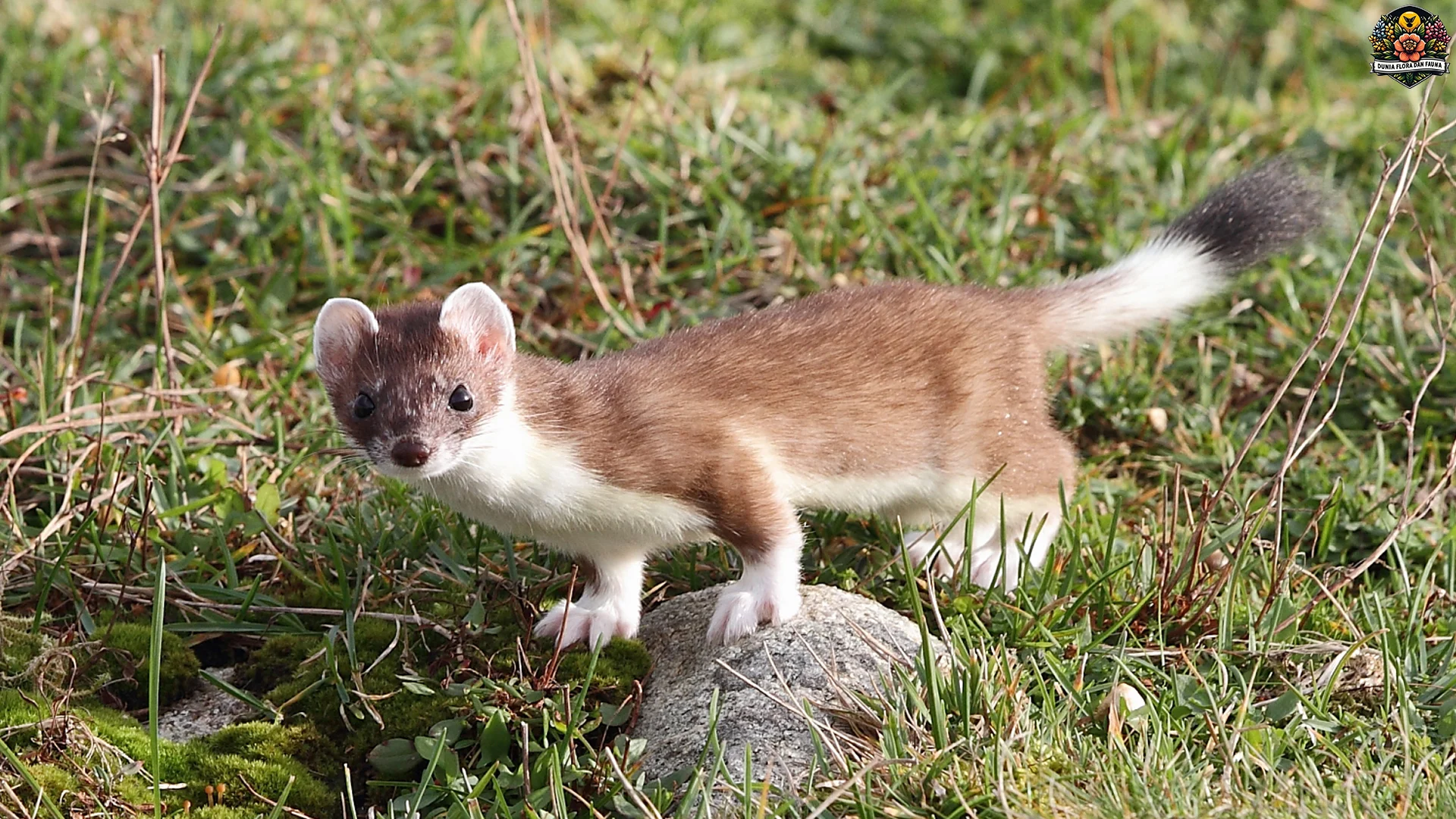 Mustela Erminea: 4 Fakta Menarik Tentang Pemburu Lincah