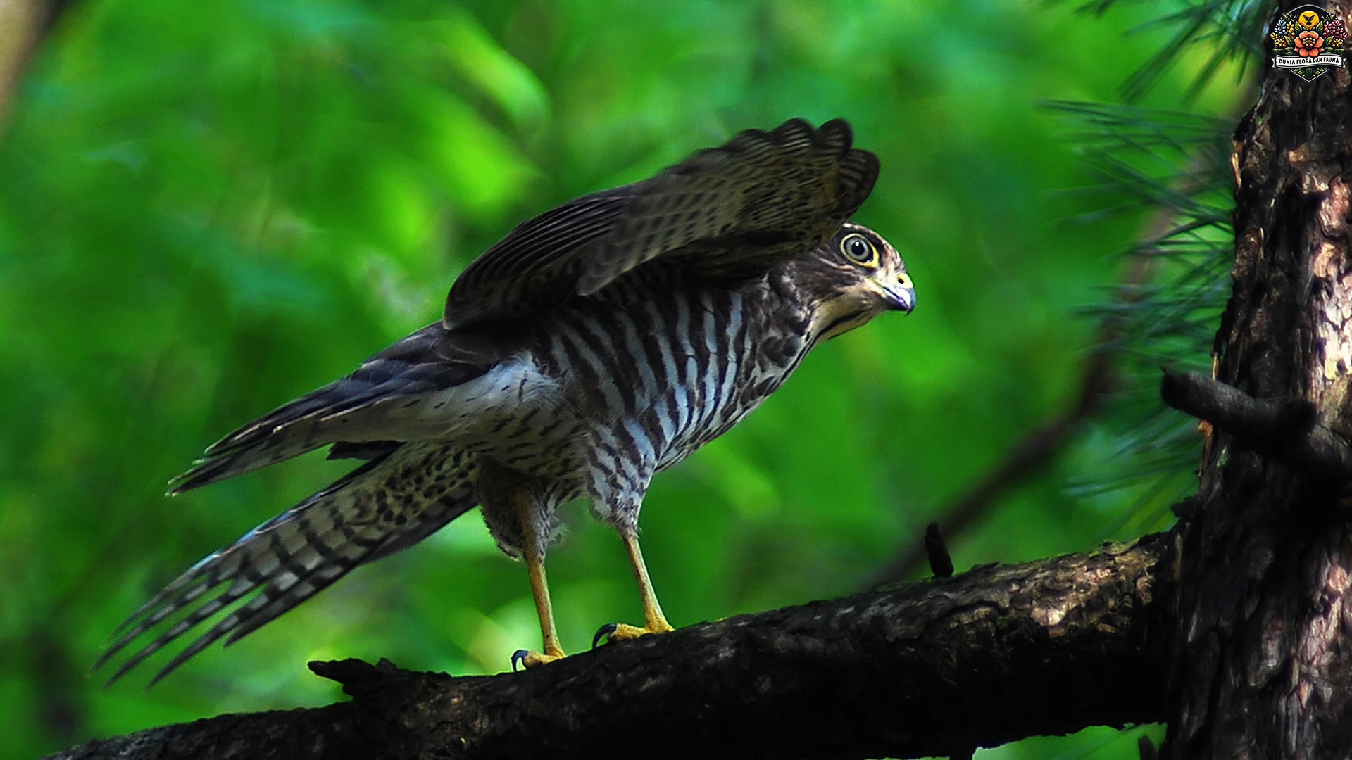 Elang Alap Nipon: 5 Fakta Mengagumkan tentang Burung Langka