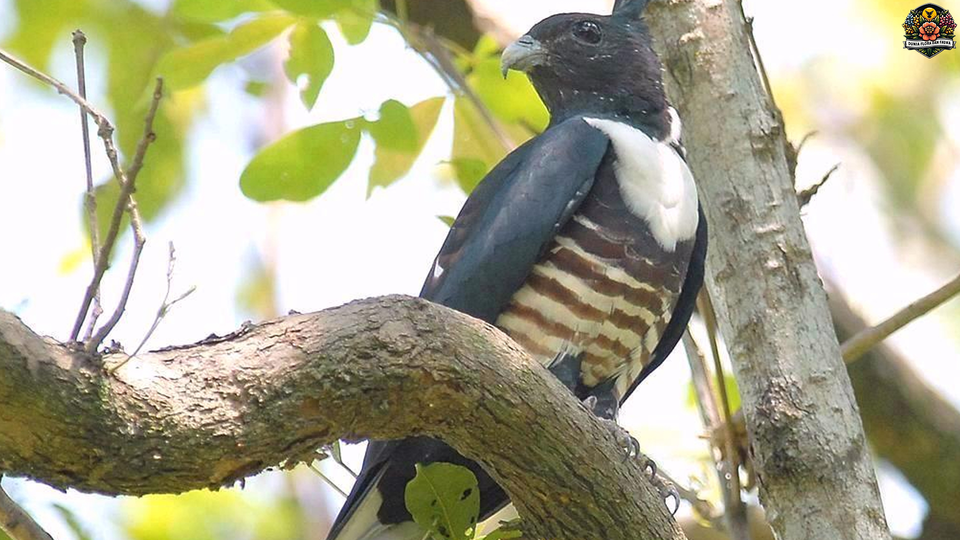 Mengenal Burung Owaki Jerdon Dalam 4 Perilaku Uniknya