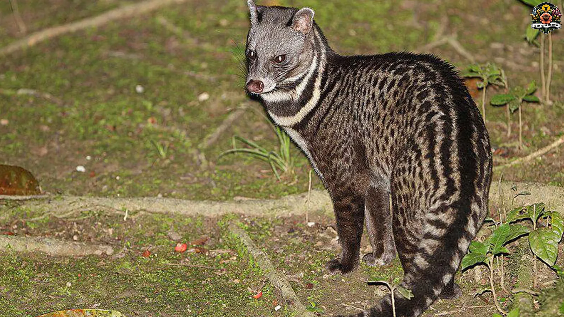 5 Perilaku Unik Musang Tenggalung yang Mengejutkan Peneliti