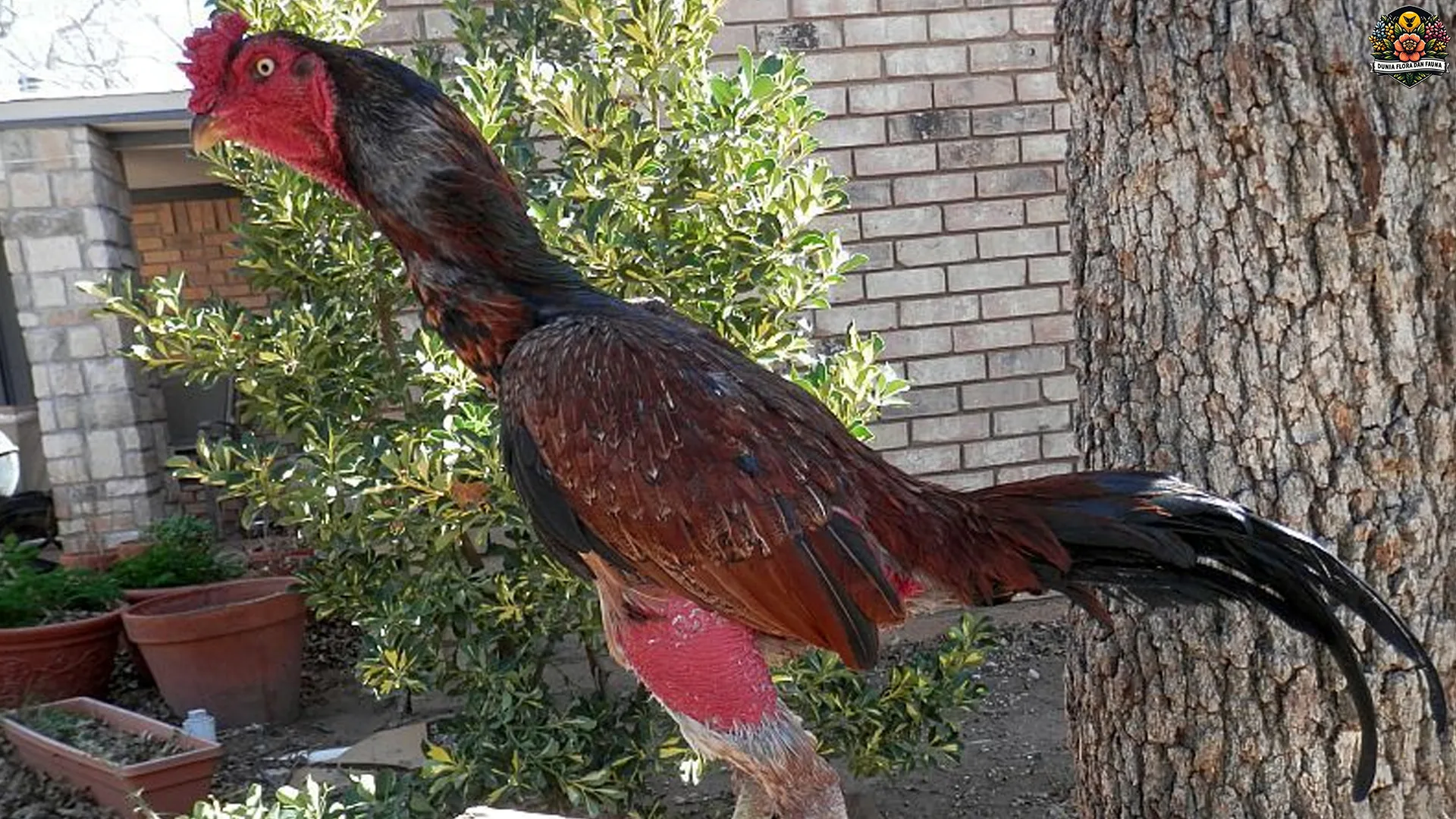 Ayam Ga Noi: 5 Hal Baru yang Menjadikan Jenis Ayam Ini Istimewa 4 Ayam Ga Noi: 5 Hal Baru yang Menjadikan Jenis Ayam Ini Istimewa