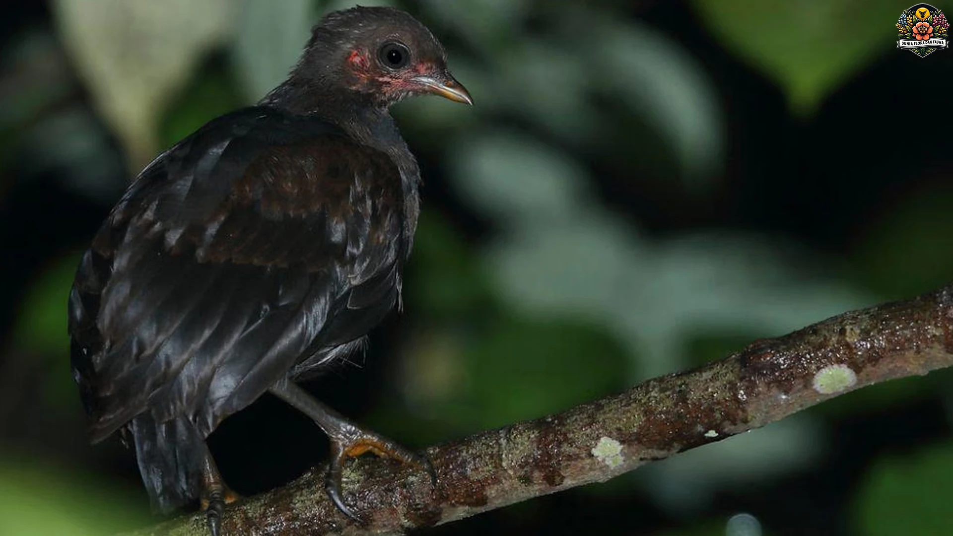 Tubuh Hitam Ayam Gosong Kelam Simpan 5 Fakta Menarik 5 Tubuh Hitam Ayam Gosong Kelam Simpan 5 Fakta Menarik