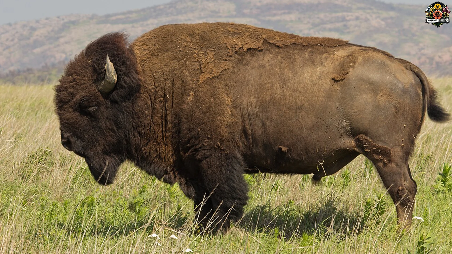 Bison Amerika: 5 Hal Menarik Tentang Hewan Legendaris Ini 1 Bison Amerika: 5 Hal Menarik Tentang Hewan Legendaris Ini