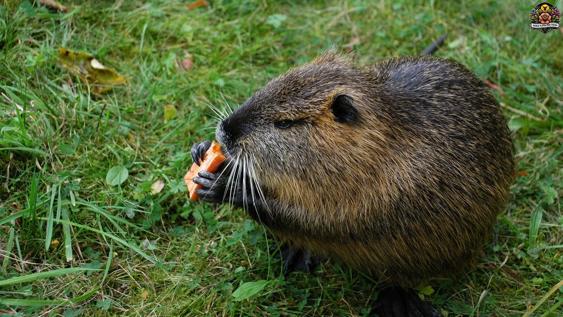 Tikus Kesturi: 5 Fakta Menarik Tentang Hewan Penghasil Kasturi 2 Tikus Kesturi: 5 Fakta Menarik Tentang Hewan Penghasil Kasturi