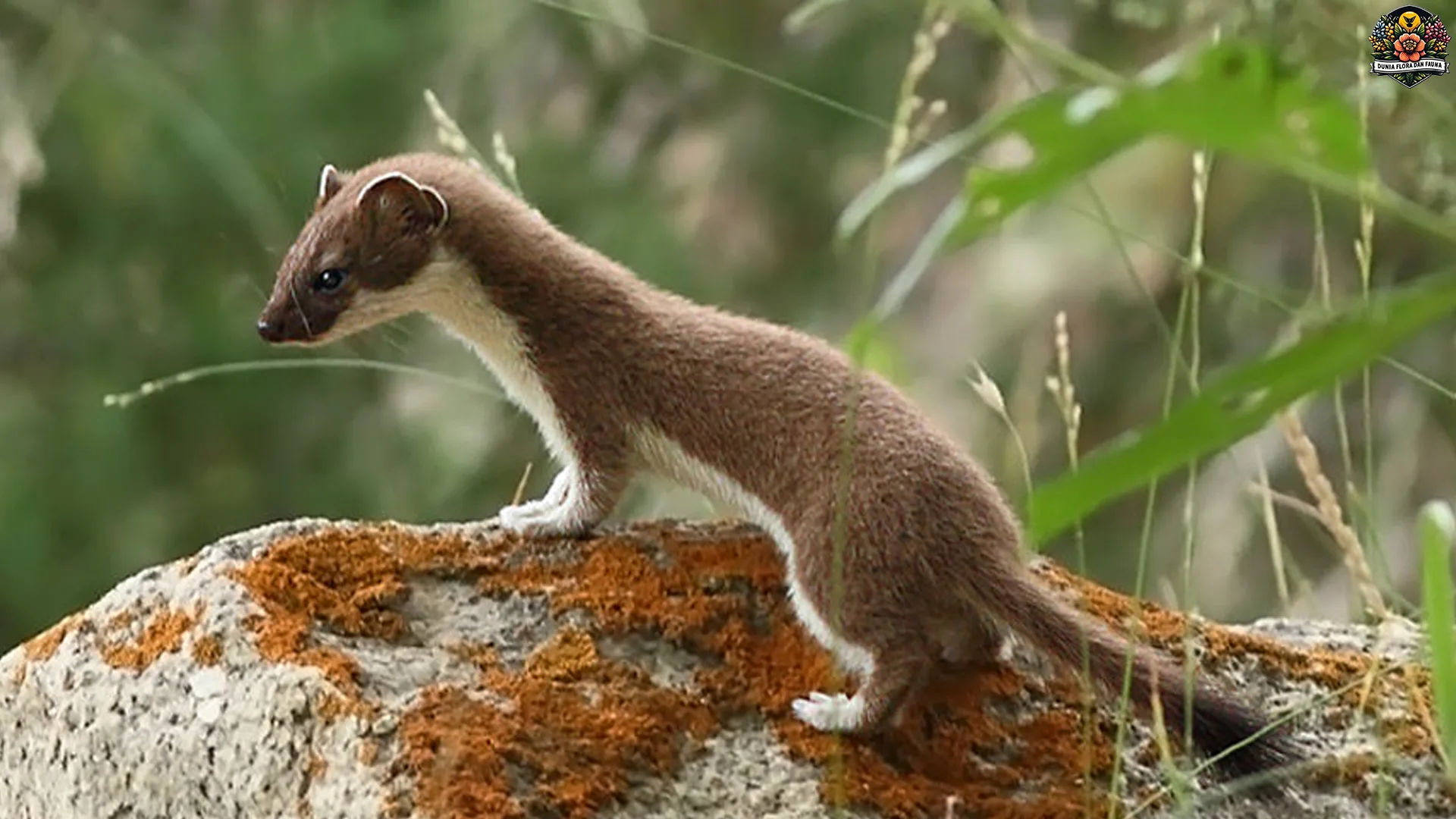 Mustela Erminea: 4 Fakta Menarik Tentang Pemburu Lincah
