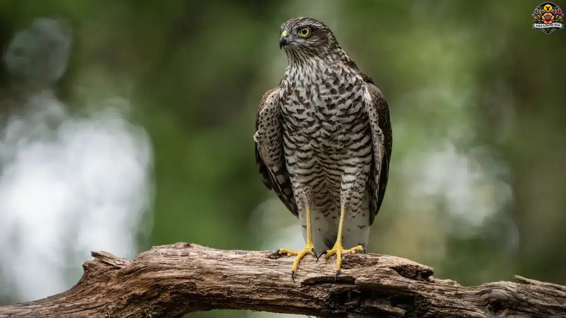 Elang Alap Nipon: 5 Fakta Mengagumkan tentang Burung Langka