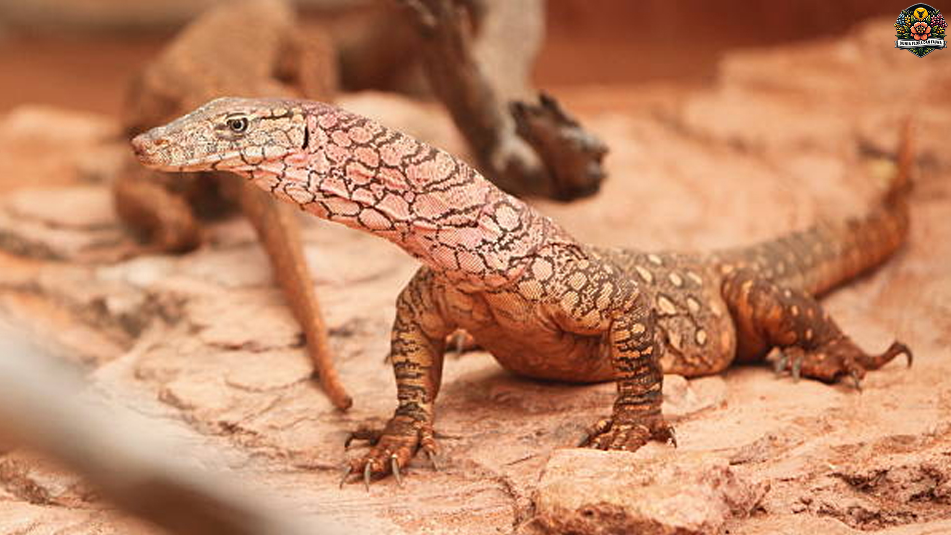 Keajaiban Biawak Perentie: 5 Fakta Tentang Ukuran dan Kekuatan