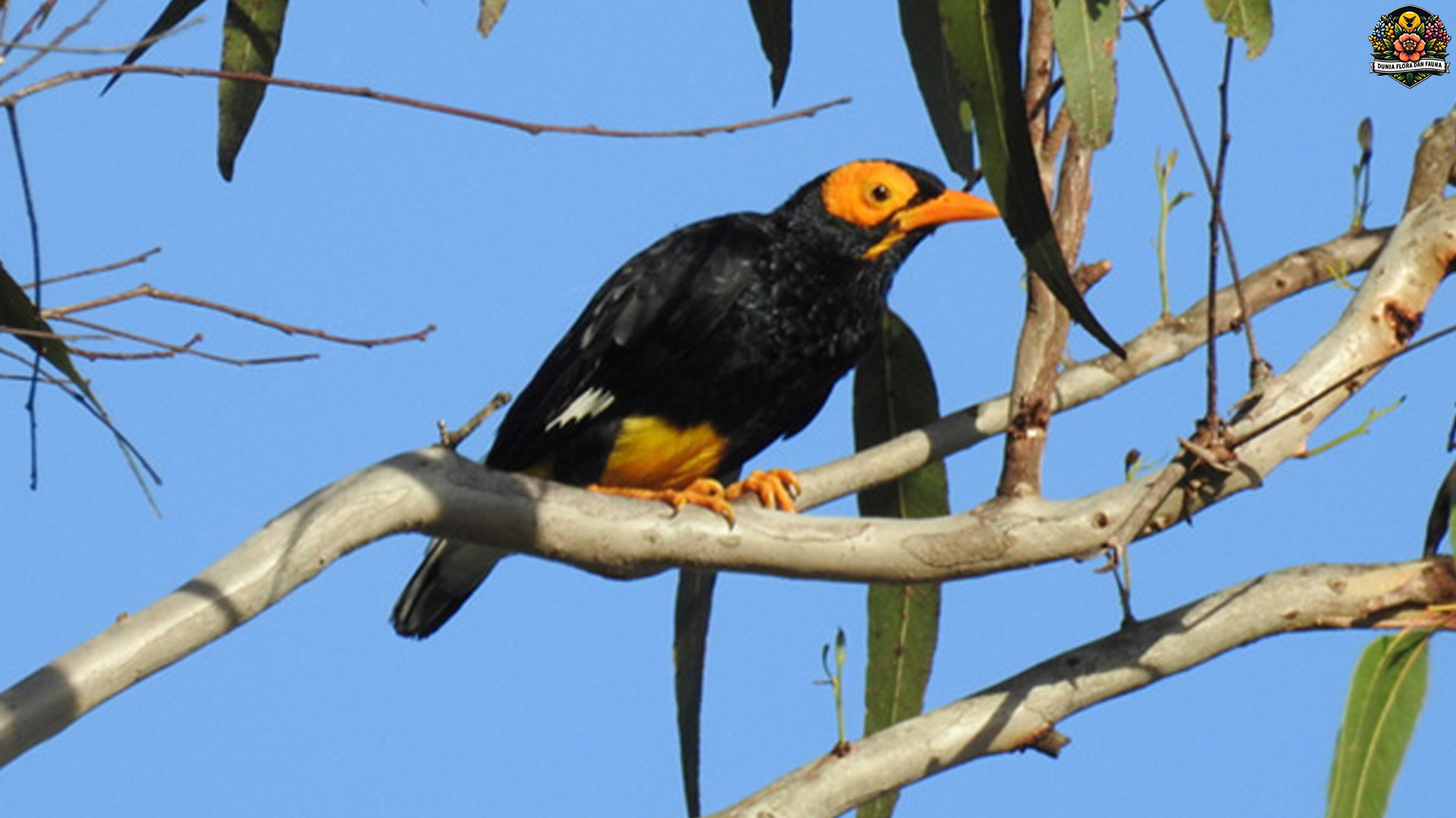 Burung Aorao Muka Kuning dan 5 Fakta Menarik yang Bikin Takjub