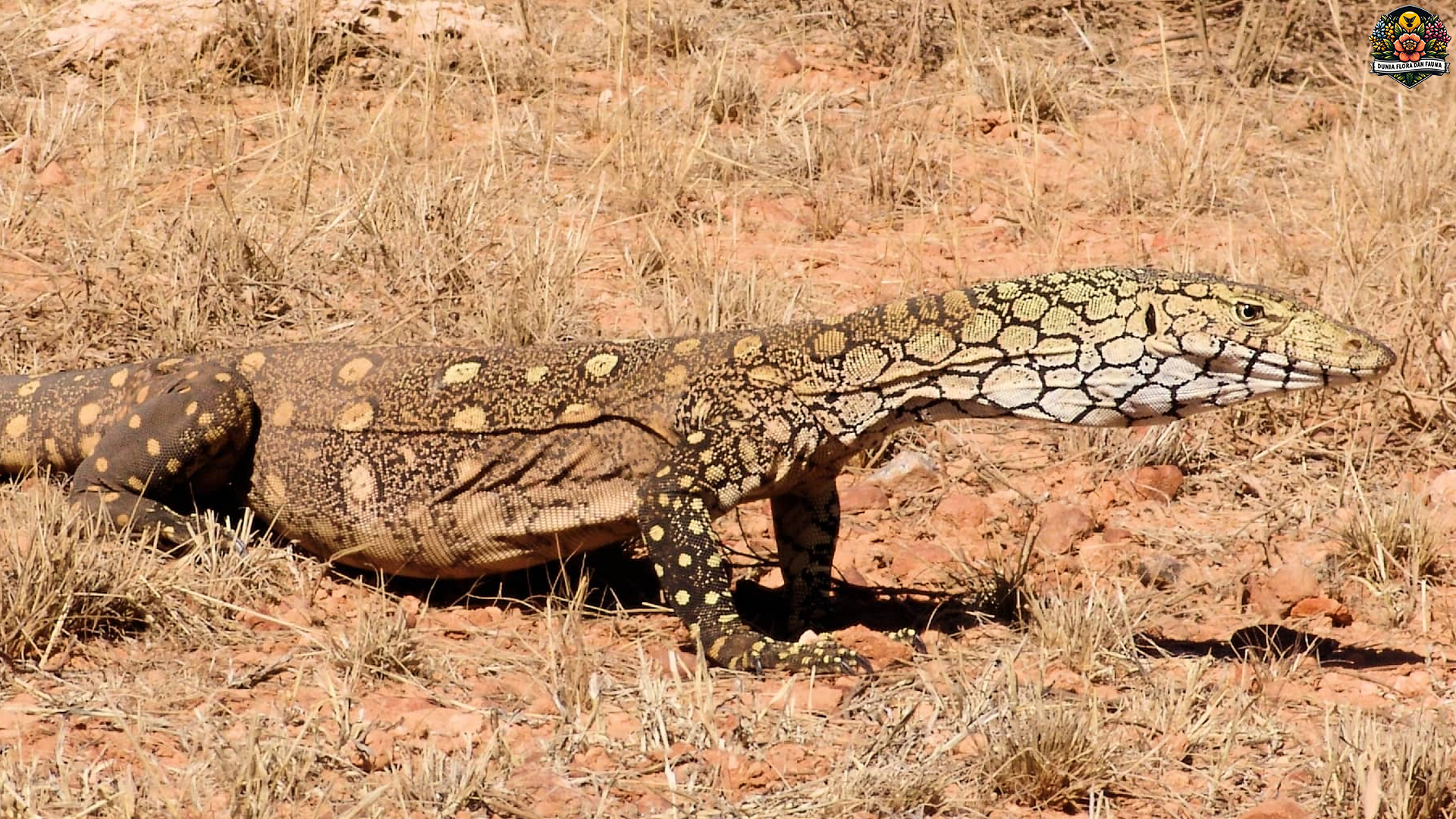 Keajaiban Biawak Perentie: 5 Fakta Tentang Ukuran dan Kekuatan
