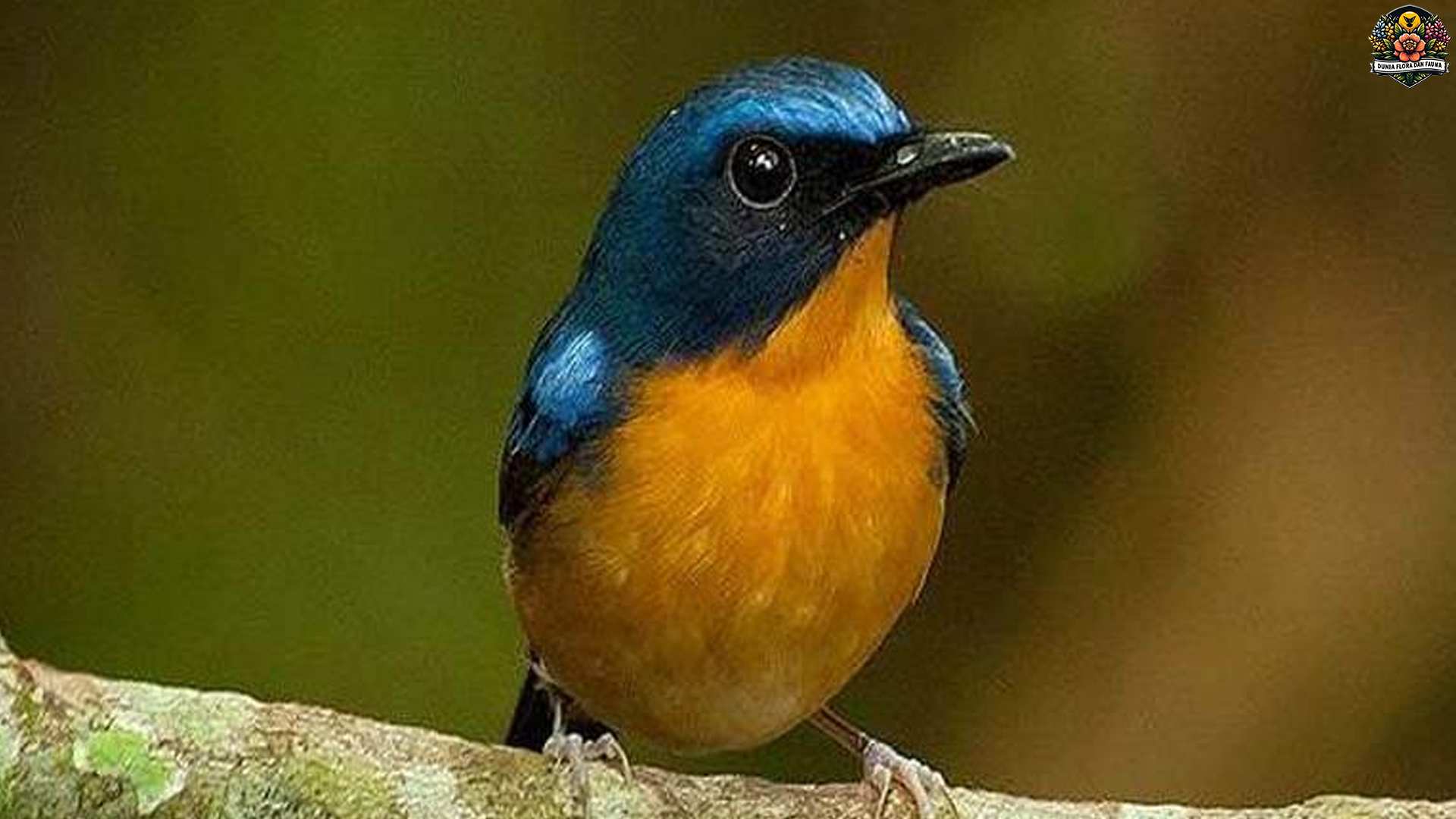 Burung Tledekan dan 4 Fakta Unik tentang Suaranya yang Merdu