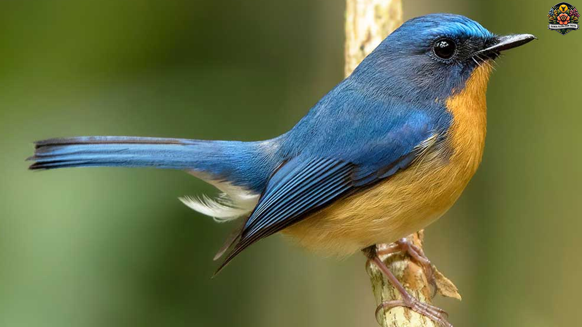 Burung Tledekan dan 4 Fakta Unik tentang Suaranya yang Merdu