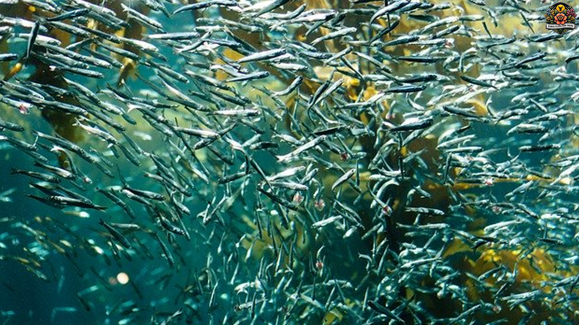 5 Fakta Penting Tentang Ikan Pelagis dan Perannya di Laut Lepas