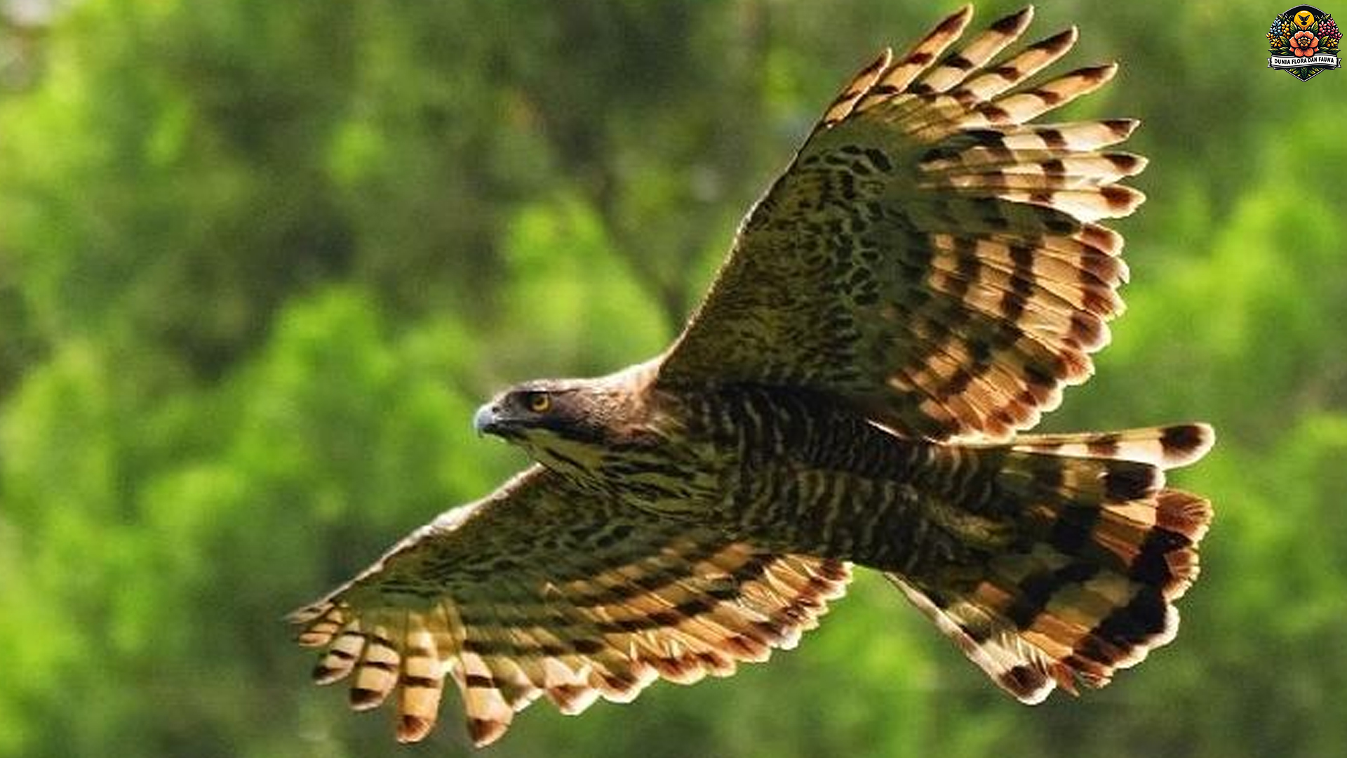 Mengungkap 5 Perilaku Menarik Elang Setiwel di Alam Liar