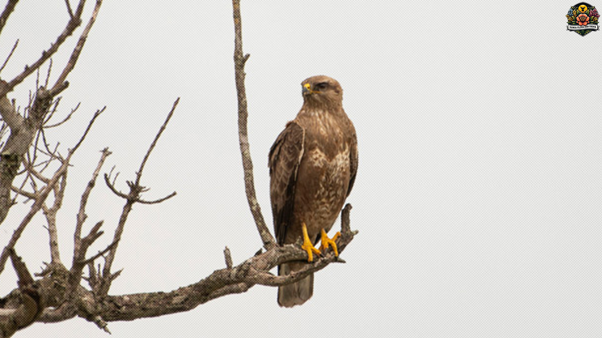 Elang Buteo Penguasa Langit dengan 5 Ciri Fisik Mengagumkan