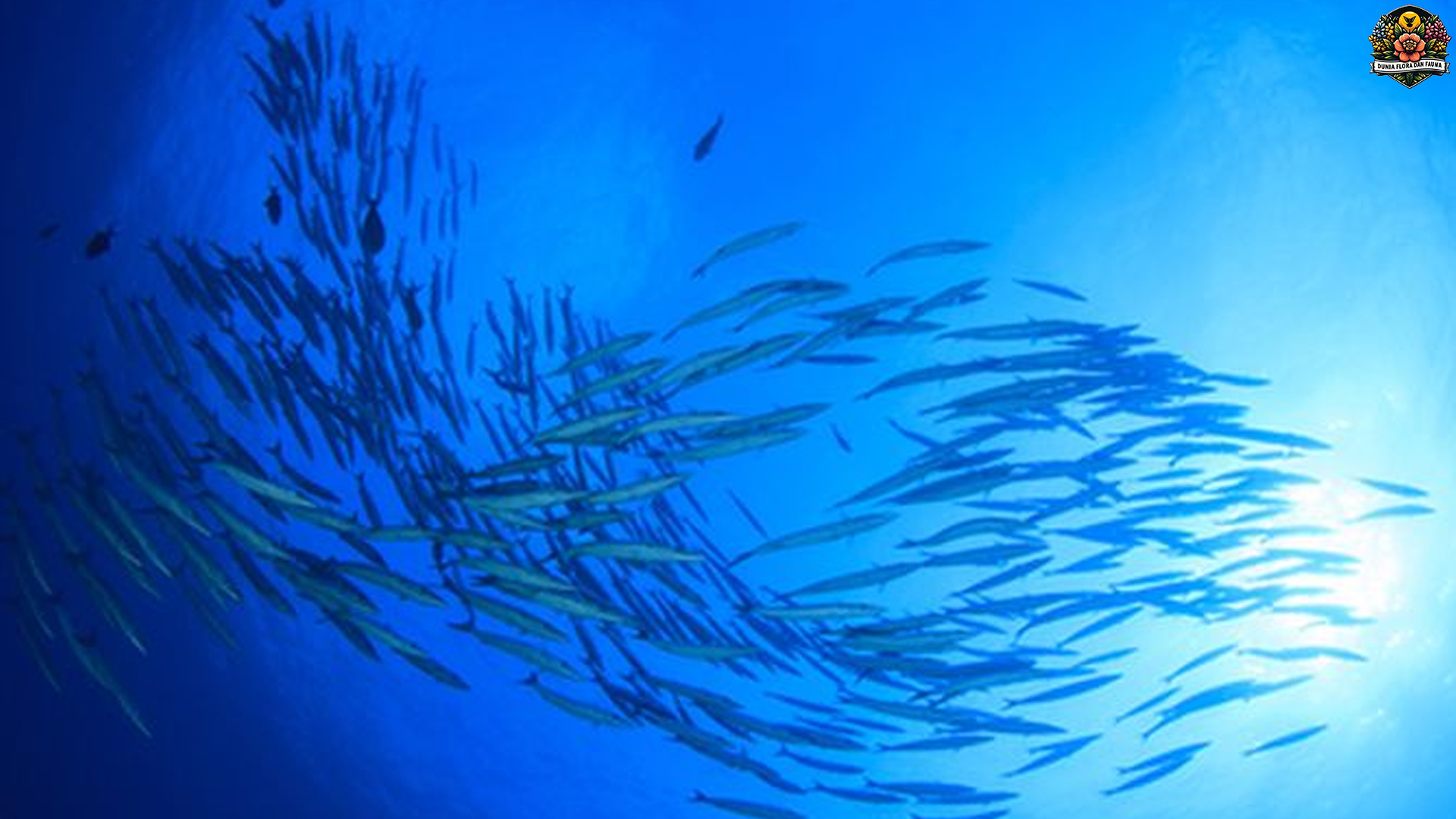 5 Fakta Penting Tentang Ikan Pelagis dan Perannya di Laut Lepas