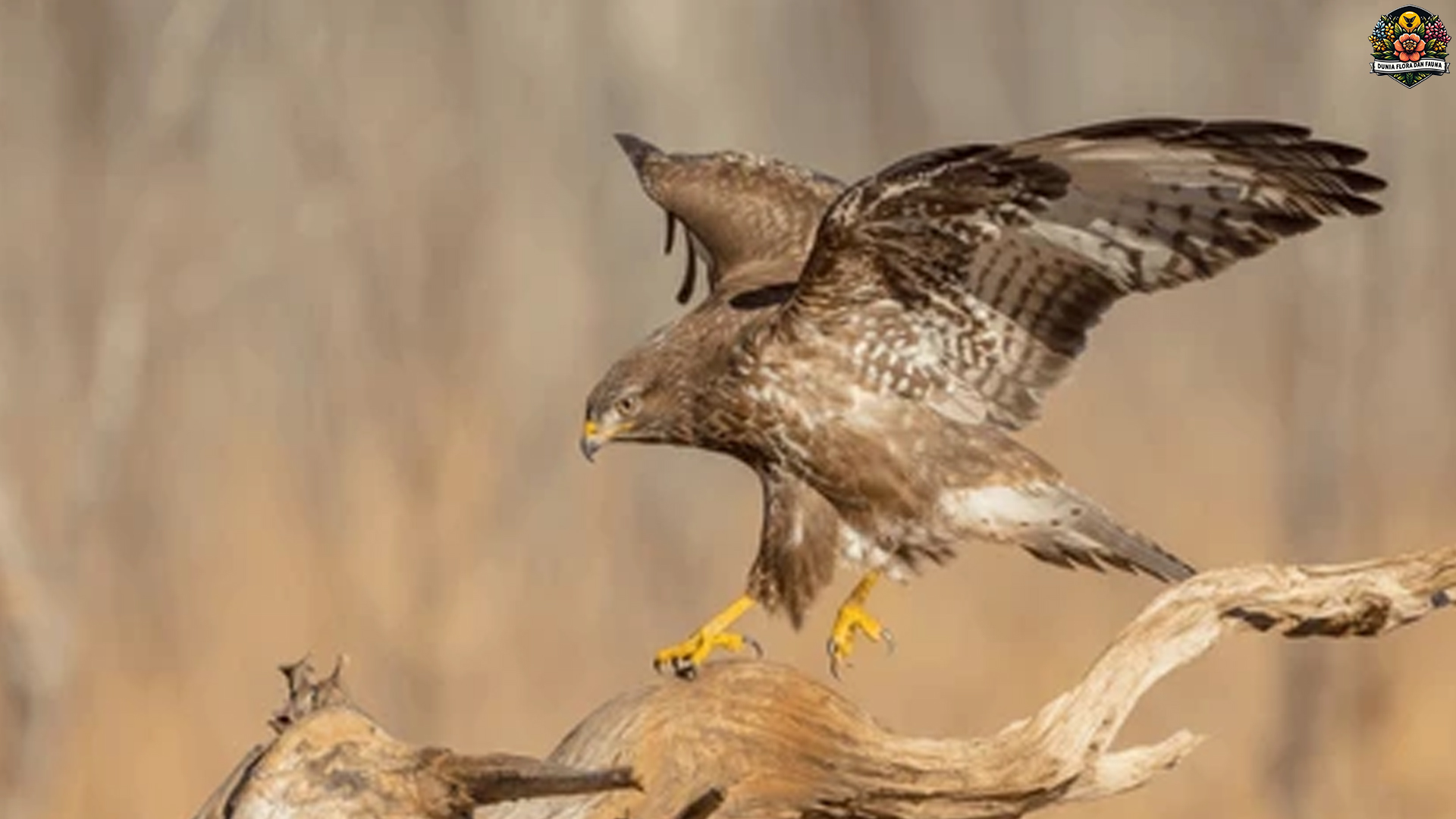 Elang Buteo Penguasa Langit dengan 5 Ciri Fisik Mengagumkan
