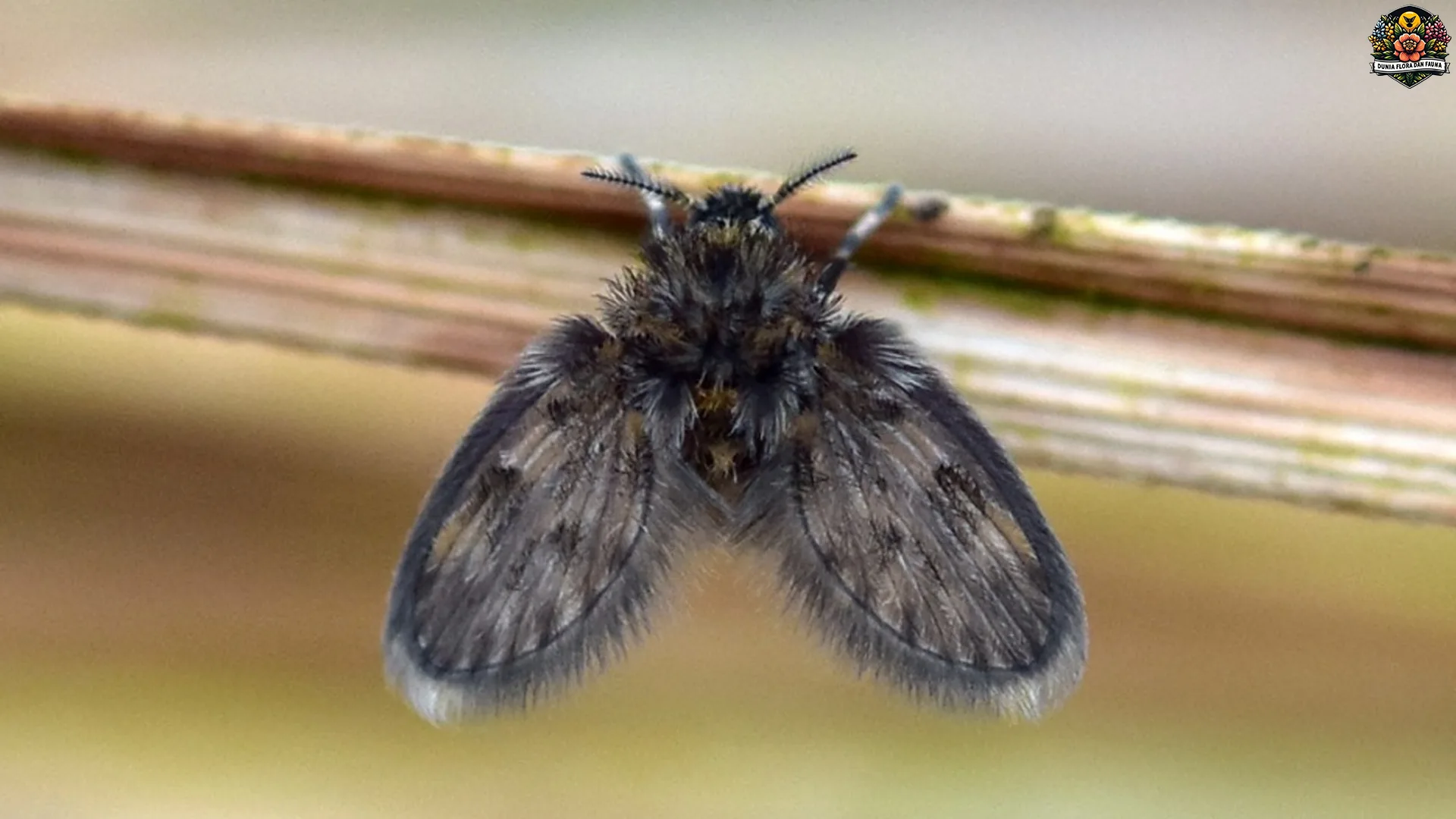 Apa Itu Psychodidae? 5 Hal yang Harus Tahu tentang Serangga Ini