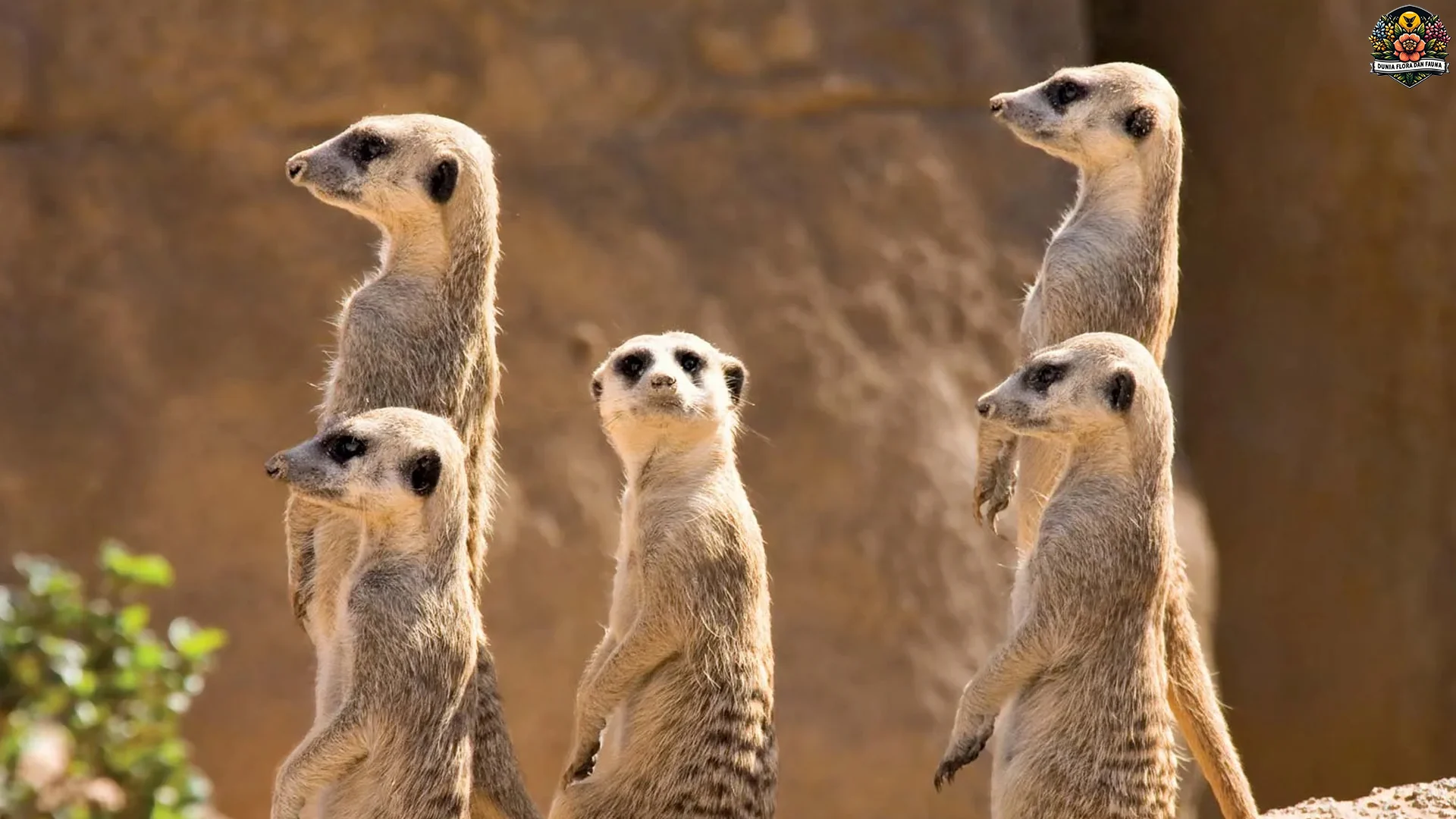 Mirkat: 5 Hal yang Membuatnya Menonjol di Dunia Satwa Liar