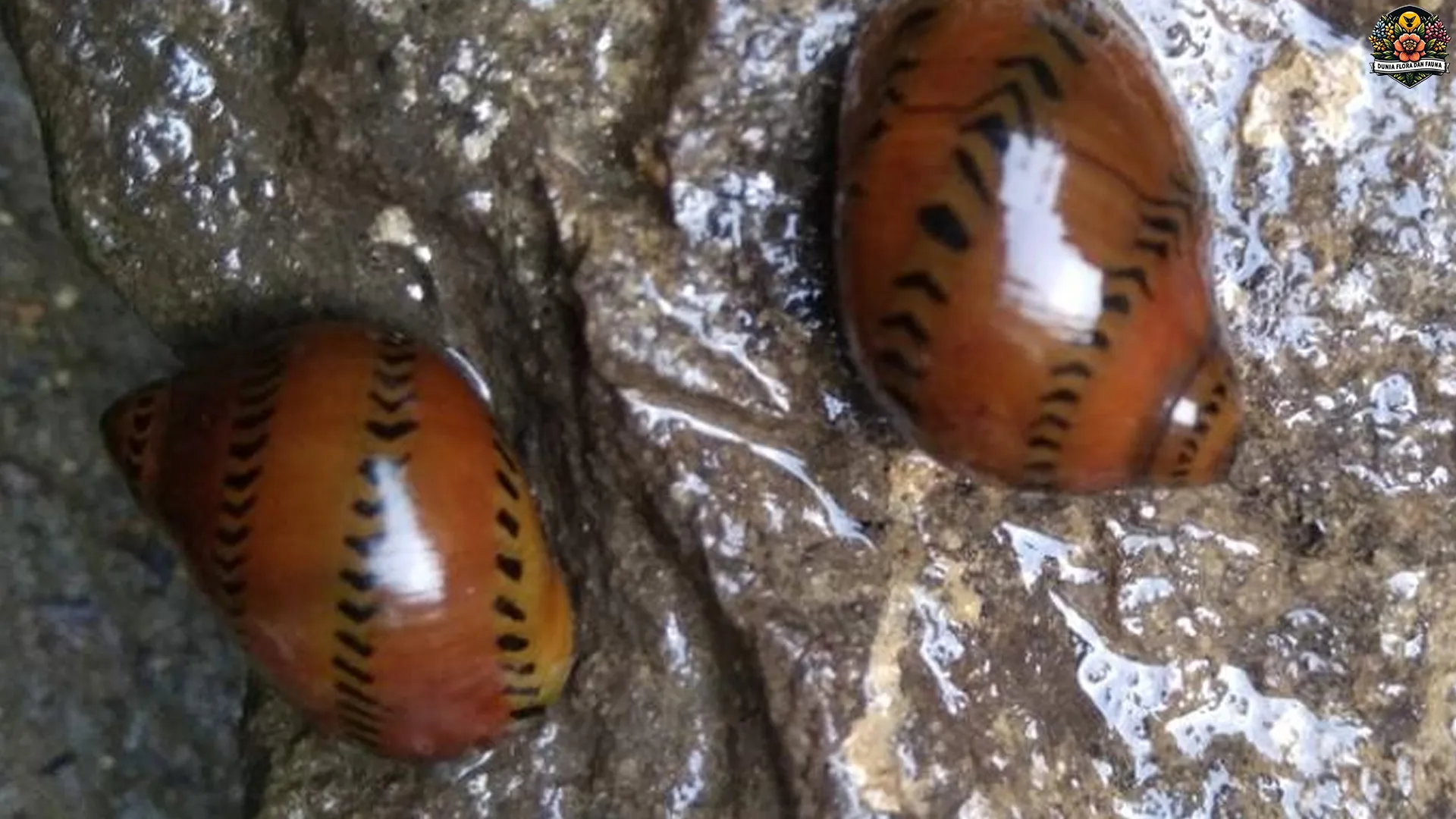 Keong Bawang: 5 Hal yang Membuatnya Sangat Spesial