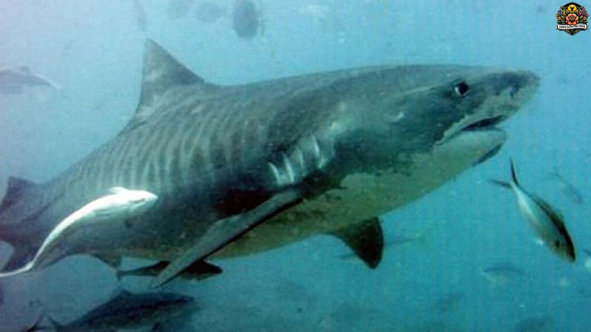 5 Perjalanan Menarik Hiu Macan di Lautan yang Penuh Misteri