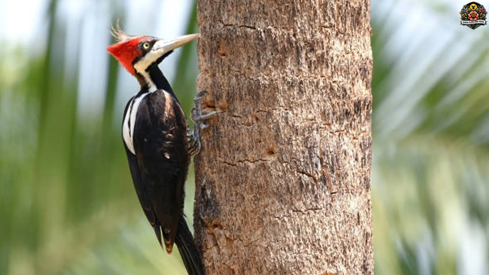 4 Alasan Pelatuk Jambul Menjadi Burung yang Penuh Pesona