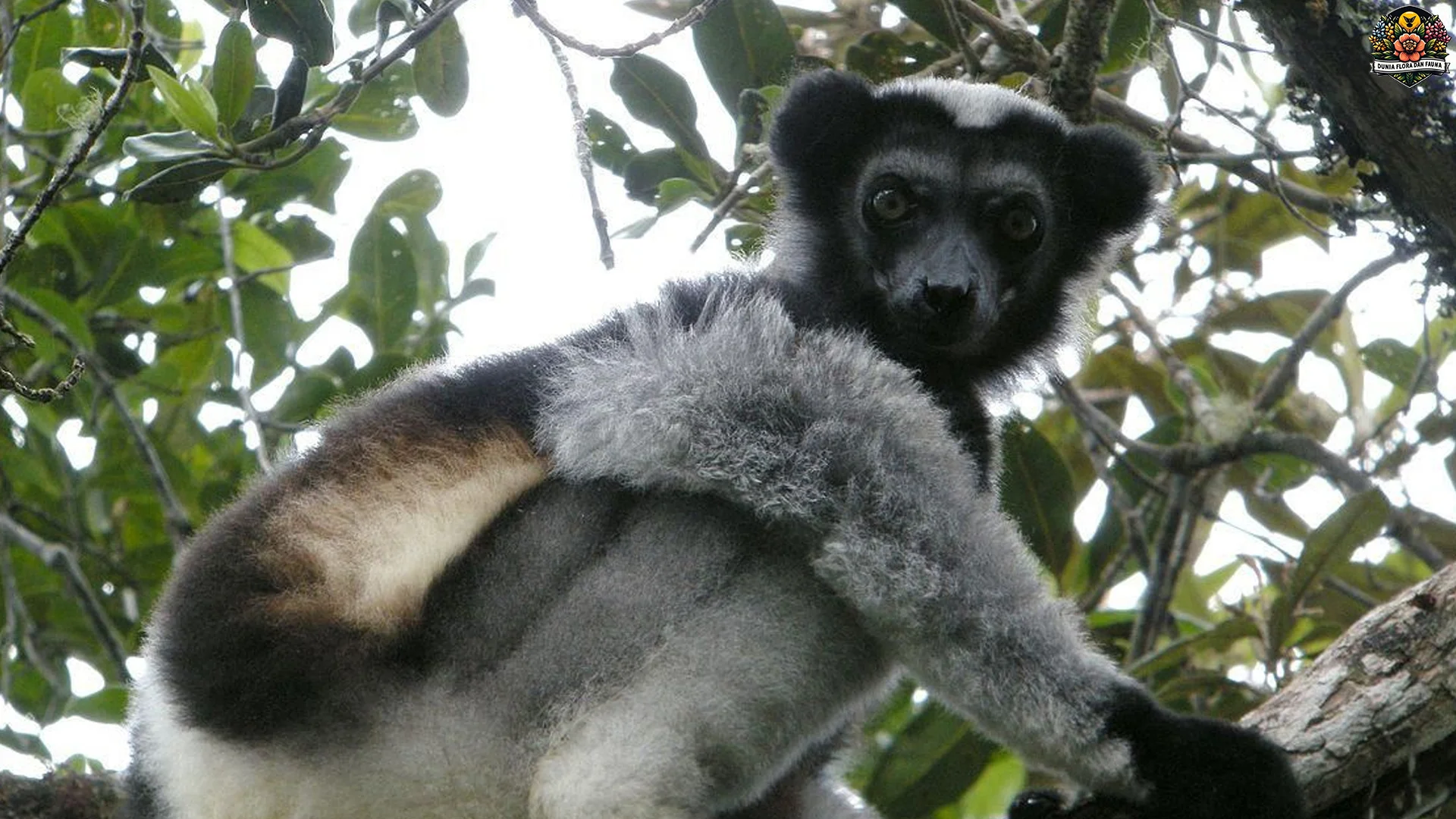 Pelajari 5 keajaiban Indri dari Madagaskar dan mengapa spesies ini mengajarkan kita pentingnya menjaga alam dan ekosistem.