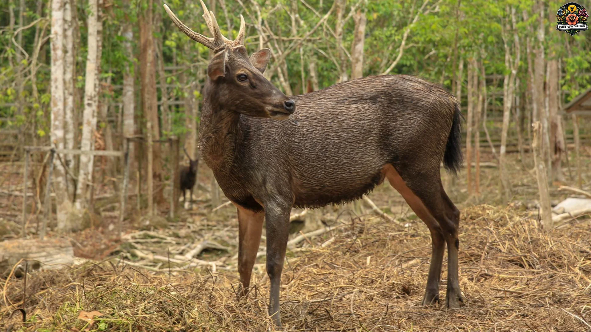 5 Hal Tentang Rusa Sambar yang Akan Mengubah Pandanganmu