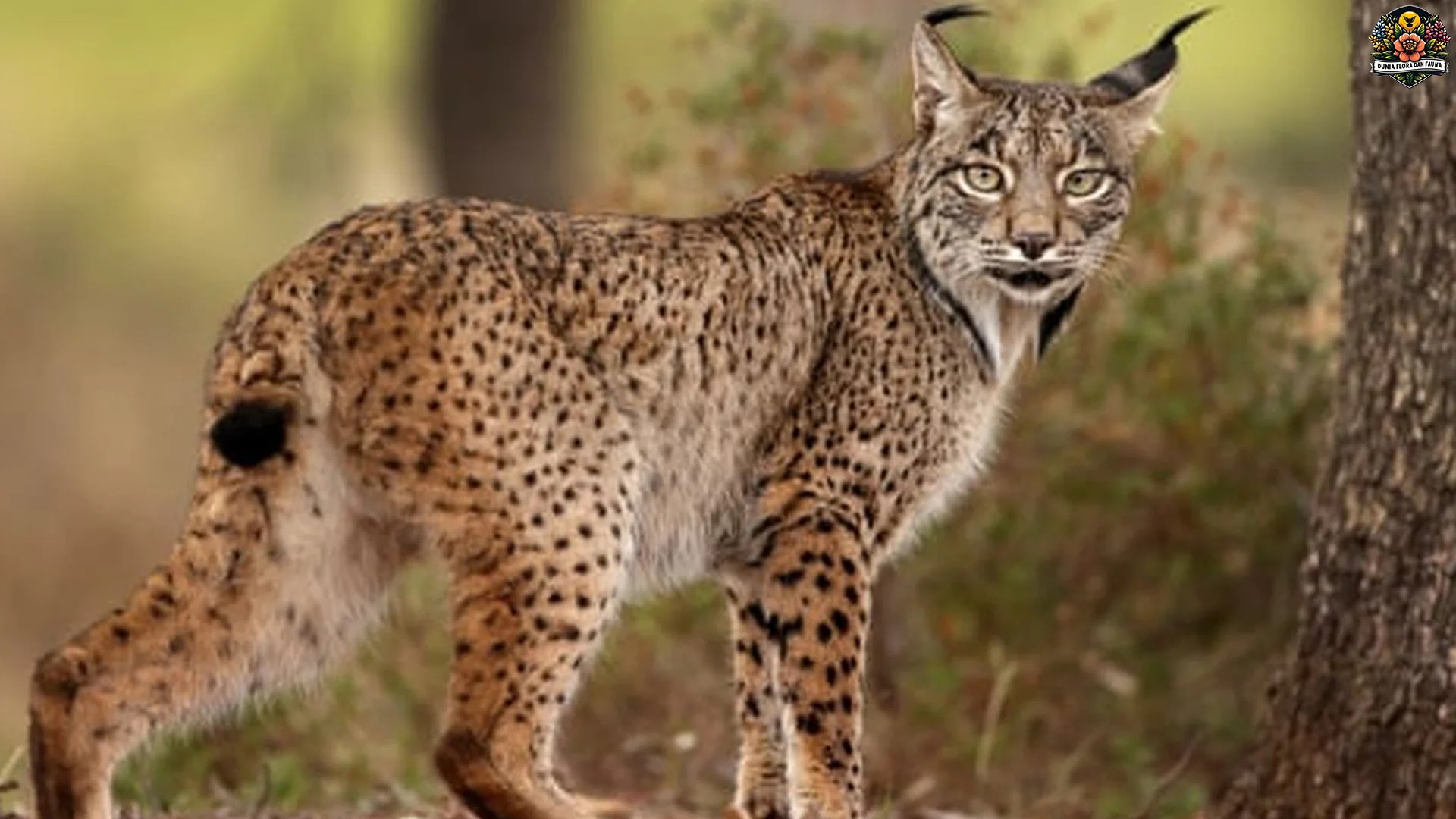 Lynx Iberia Legenda Hidup Dulu Nyaris Punah 2 Dekade Lalu