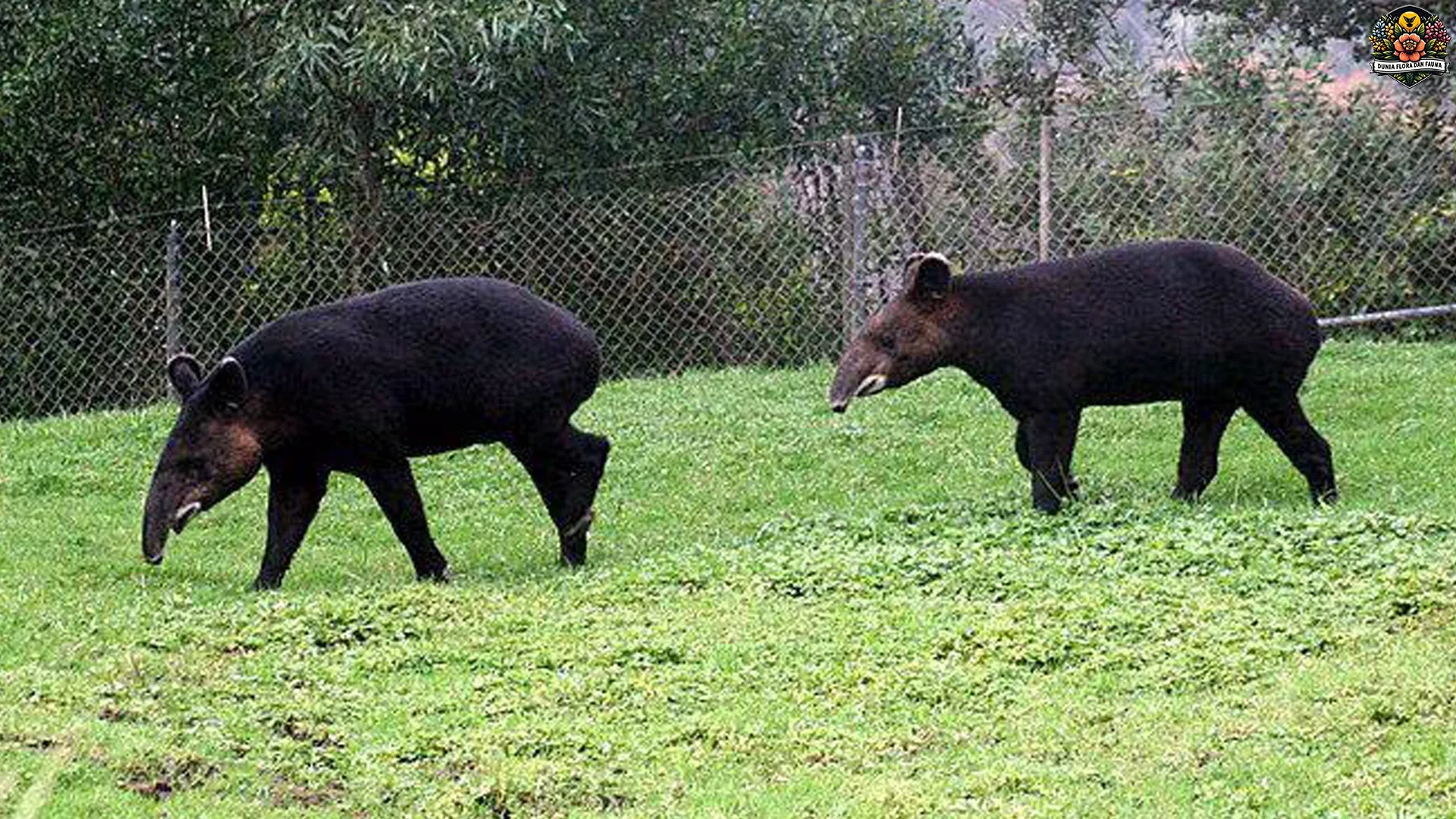 Kenalan Sama Tapir Gunung, Satwa 6 Ribu Meter yang Hits Abis
