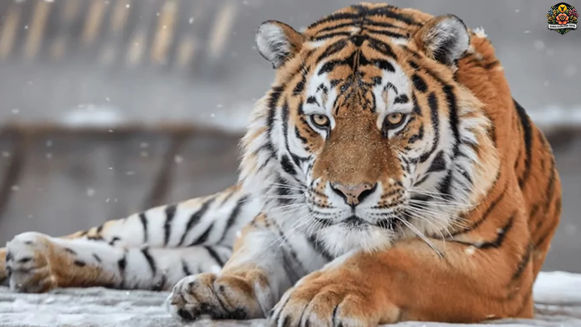5 Cara Harimau Siberia Bertahan di Alam yang Super Ekstrem 2 5 Cara Harimau Siberia Bertahan di Alam yang Super Ekstrem