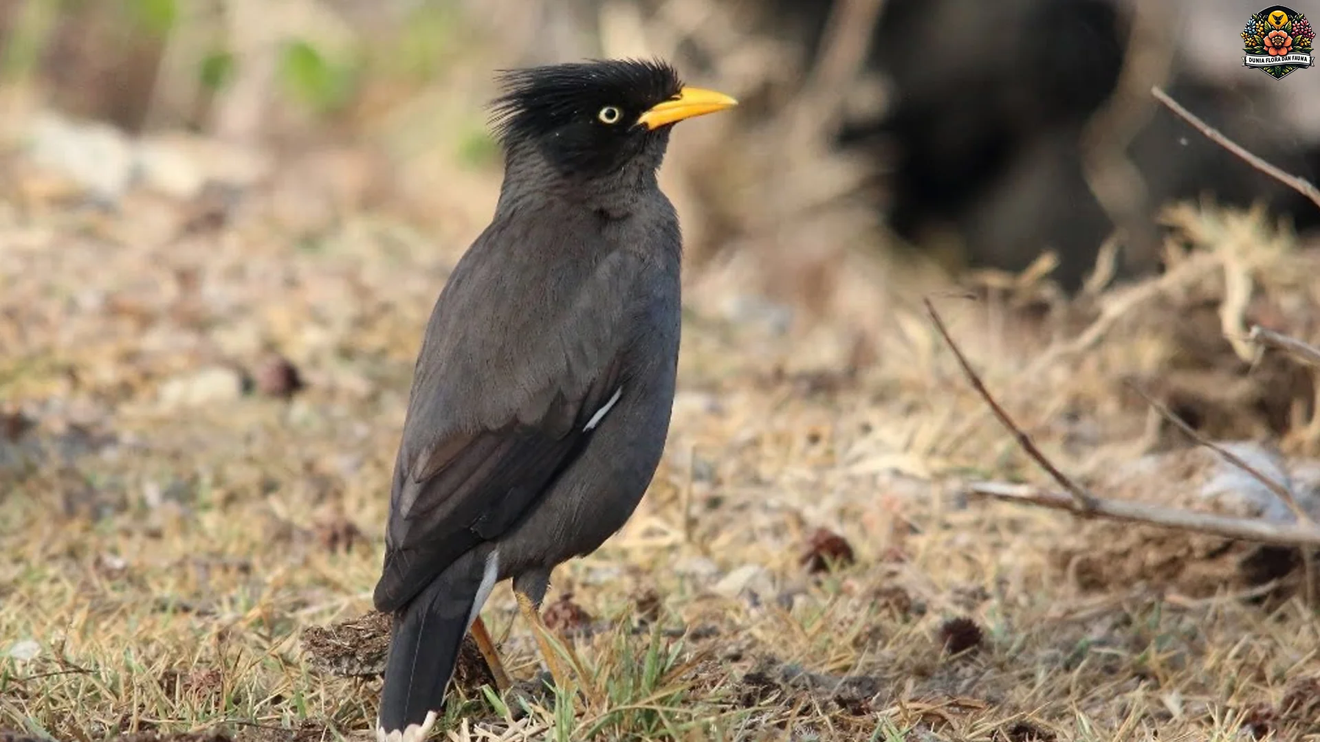 Dari Paruh sampai Cara Hidup, Ini 4 Hal Unik si Kerak Kerbau