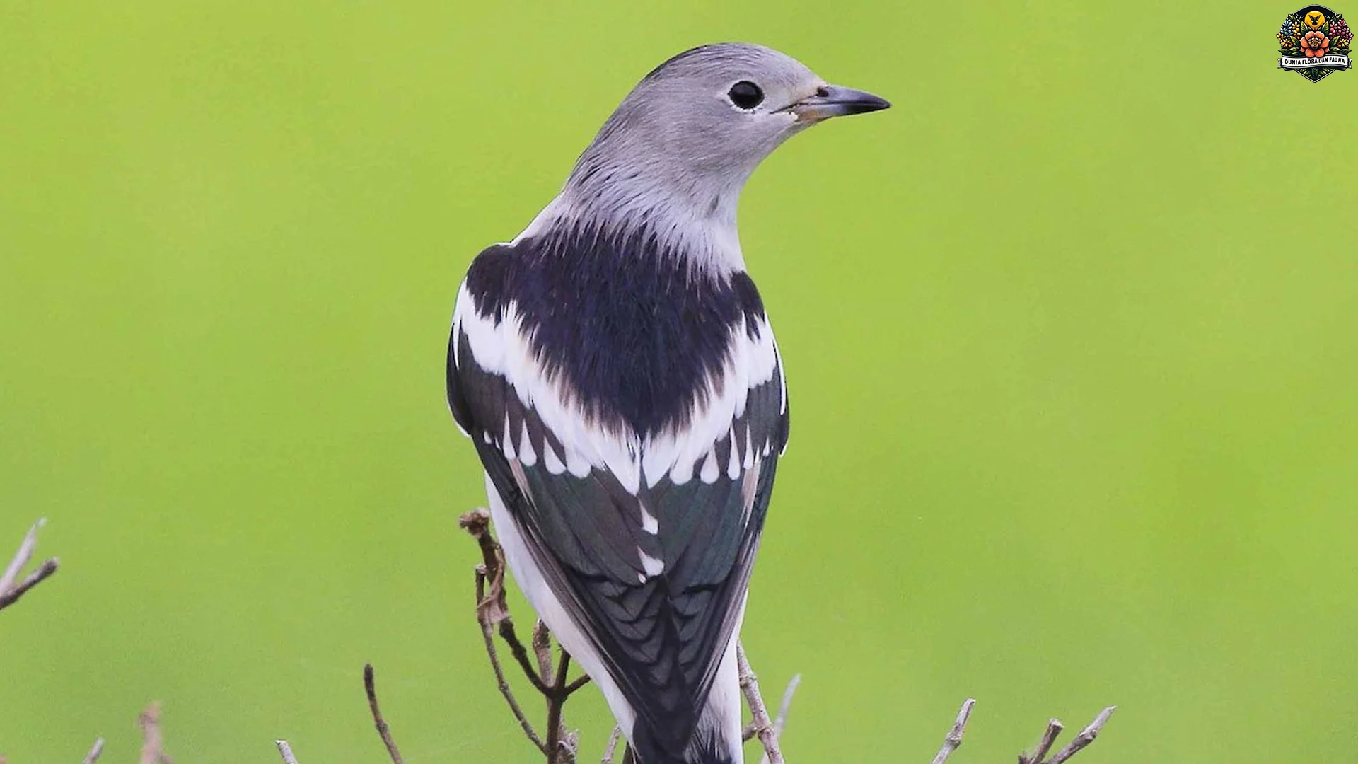 Jalak Tiongkok & 4 Ciri Fisik Unik yang Bikin Auto Terpesona