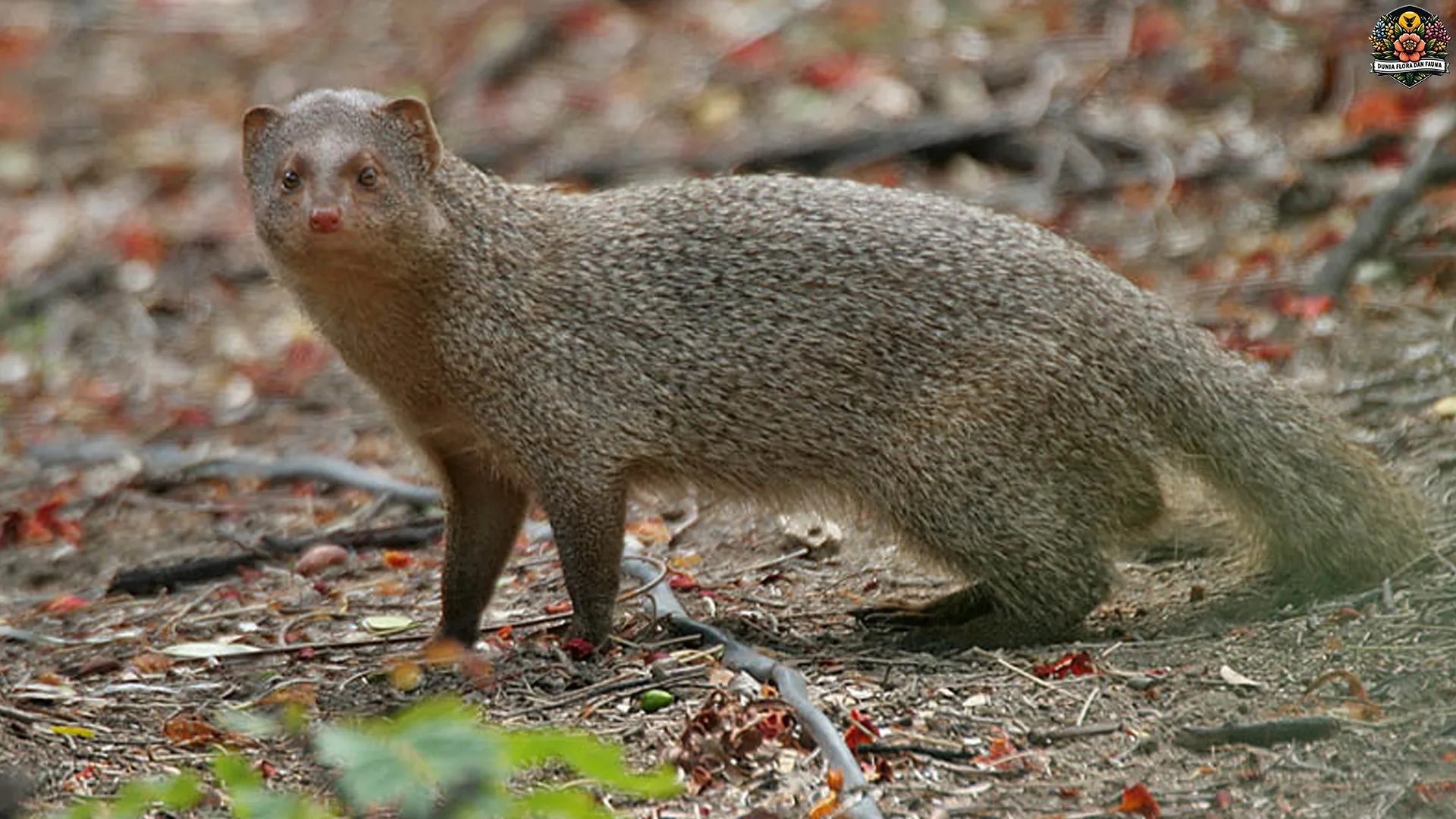 Menjadi Pemburu: 5 Keahlian Herpestes yang Perlu Kamu Ketahui 2 Menjadi Pemburu: 5 Keahlian Herpestes yang Perlu Kamu Ketahui