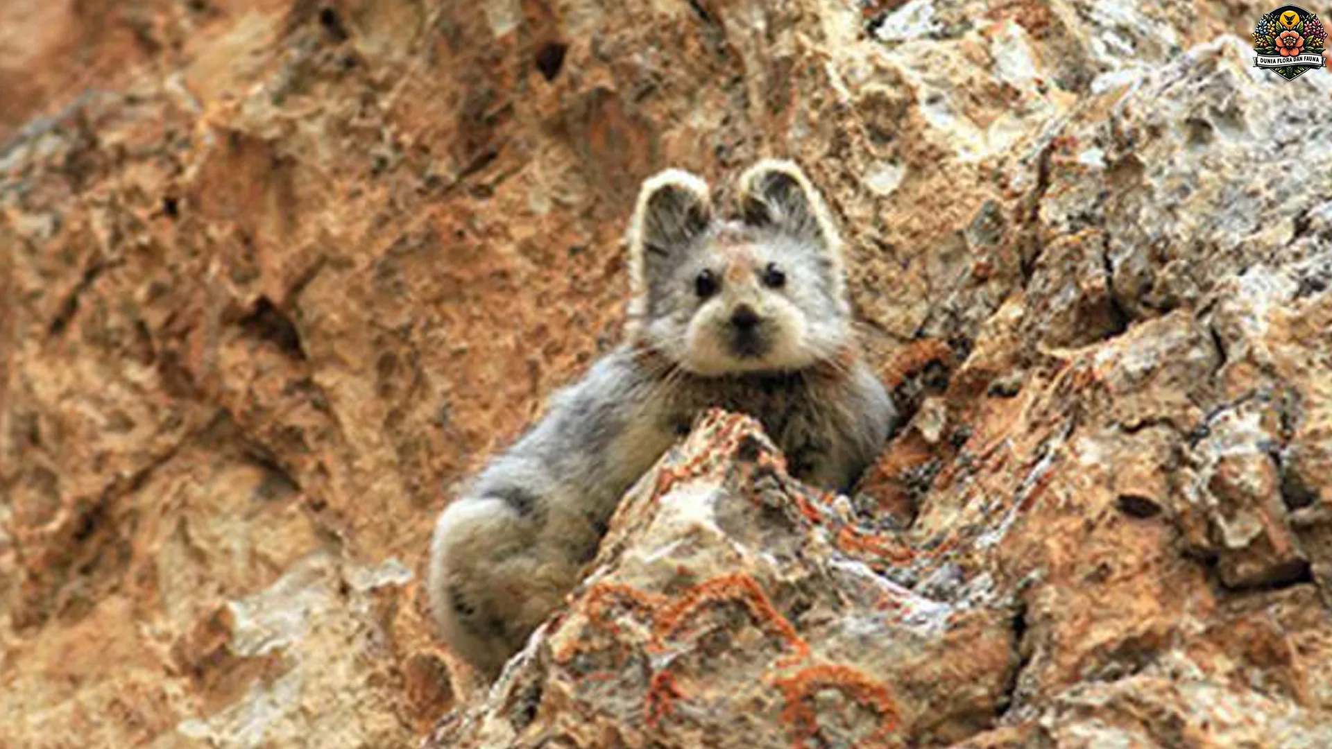 5 Kejutan Tentang Pika yang Sering Dianggap Kelinci Batu 2 5 Kejutan Tentang Pika yang Sering Dianggap Kelinci Batu