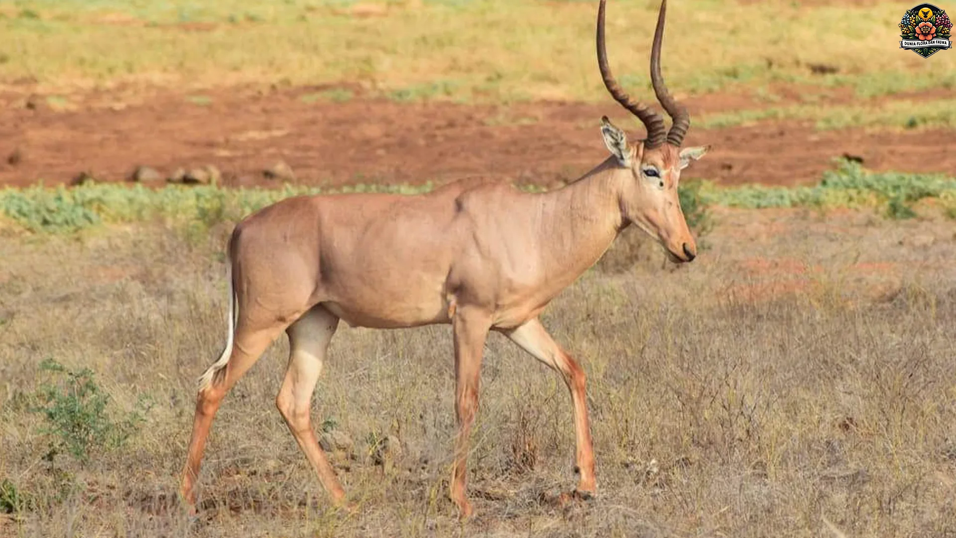 Ngehits Banget! 5 Cara Hirola Bertahan di Habitat Super Ekstrim 2 Ngehits Banget! 5 Cara Hirola Bertahan di Habitat Super Ekstrim