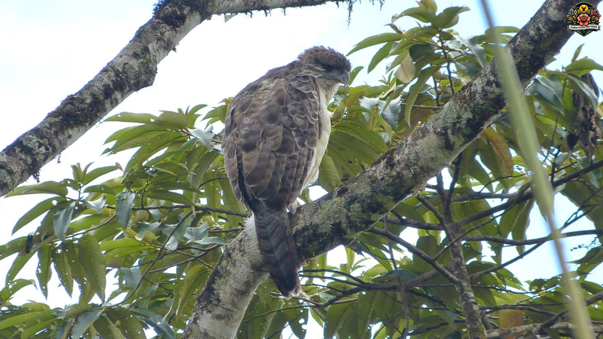 Burung Paling Savage? 5 Aksi Rajawali Papua yang Bikin Melongo 2 Burung Paling Savage? 5 Aksi Rajawali Papua yang Bikin Melongo