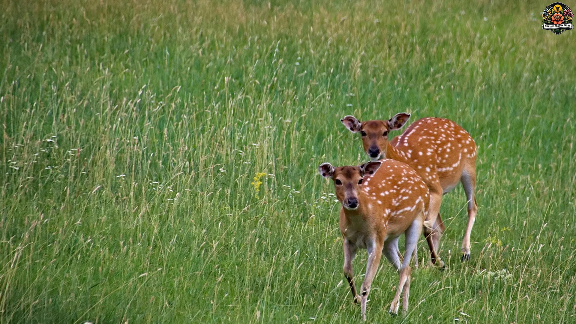 5 Hal Keren Ngeunaan Rusa Bera Eropa Nu Jarang Pisan Tahu