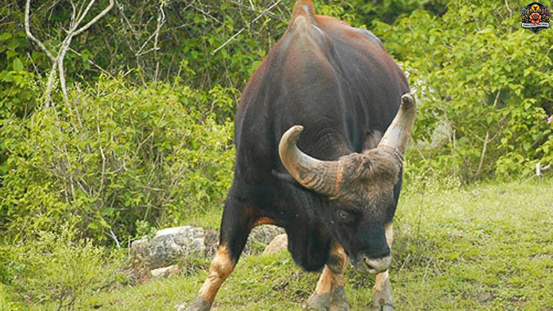 4 Keunikan Seladang yang Membuatnya Begitu Mempesona 4 4 Keunikan Seladang yang Membuatnya Begitu Mempesona