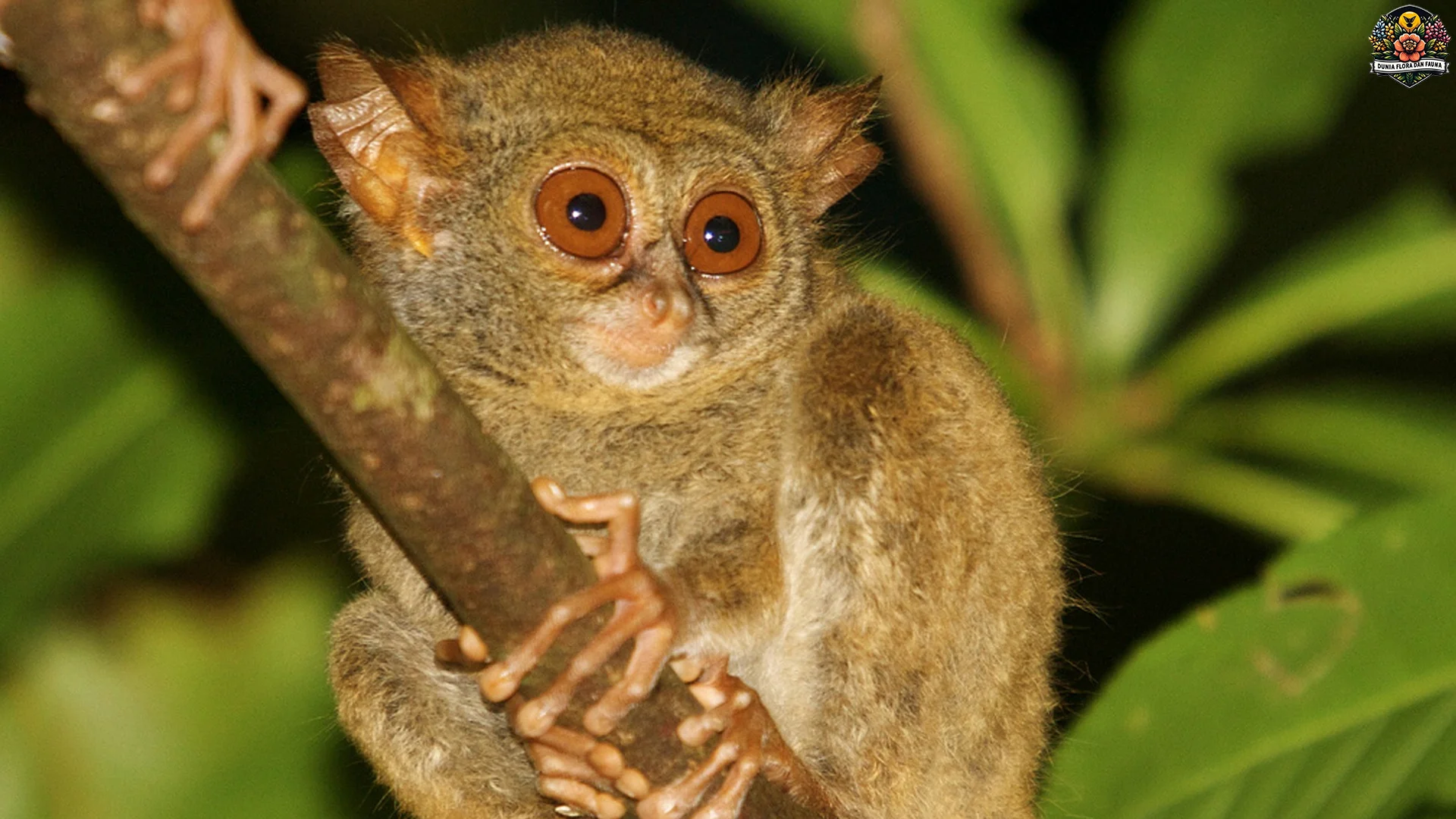 5 Alasan Tarsius Tumpara Jadi Primata Paling Langka di Indonesia