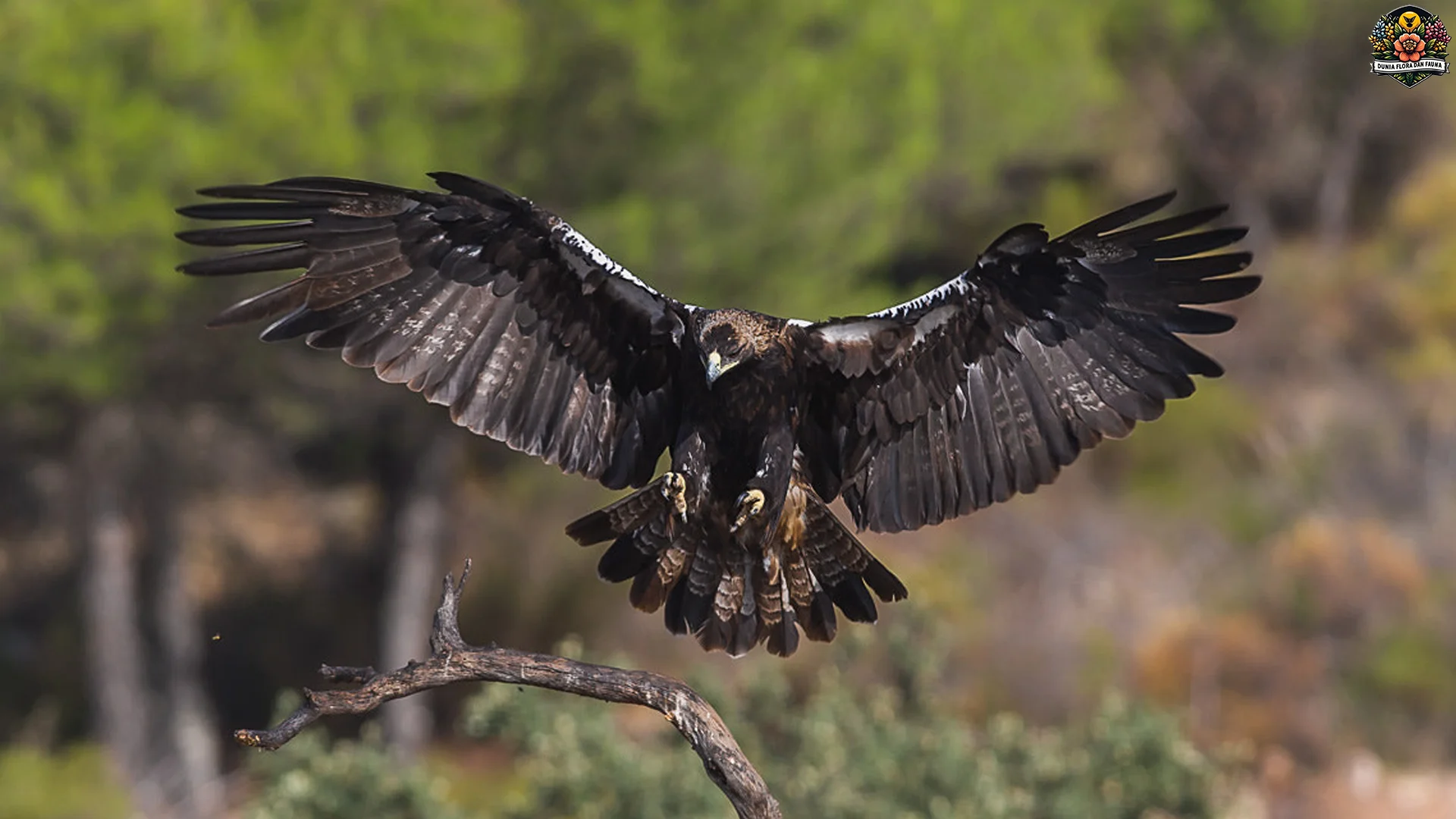 Ngulik 5 Habitat Rahasia Aquila Adalberti di Pegunungan Spanyol