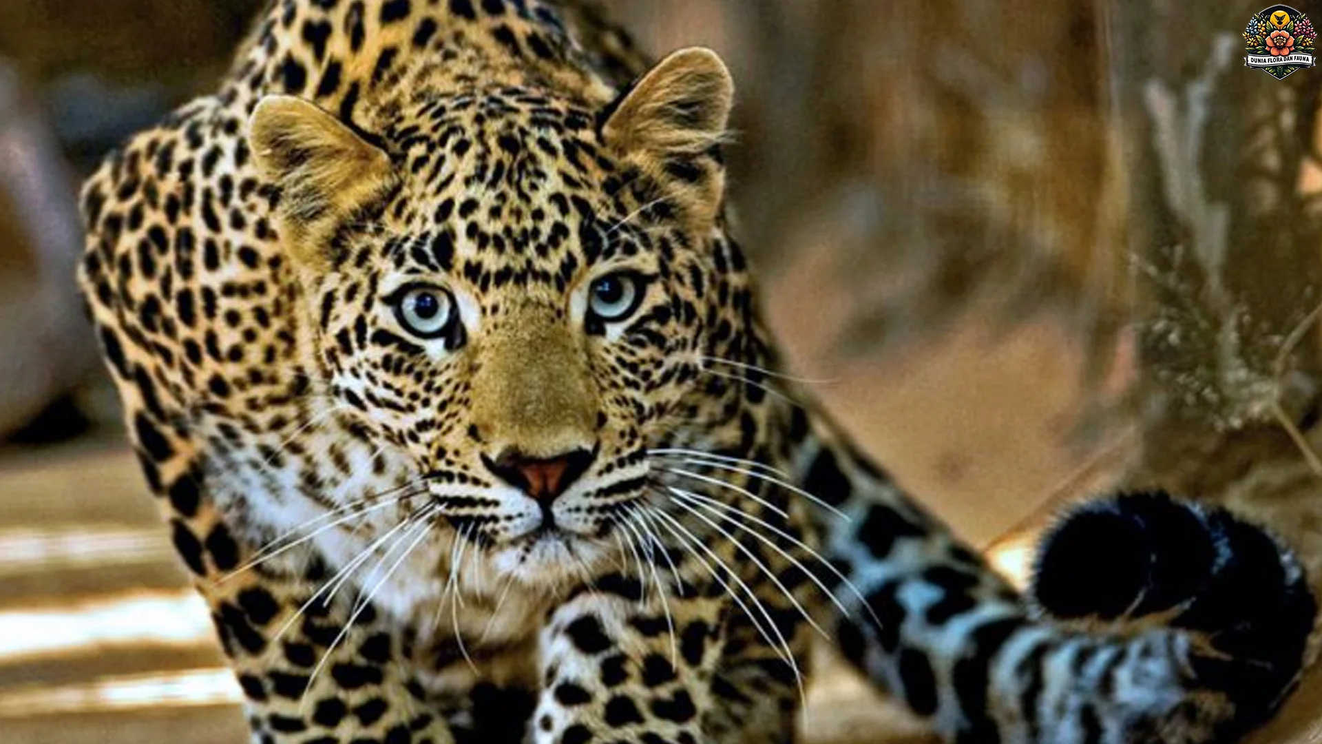 Gila Macan Tutul Indocina Bisa Melompat Sampai 3 Meter Loh!