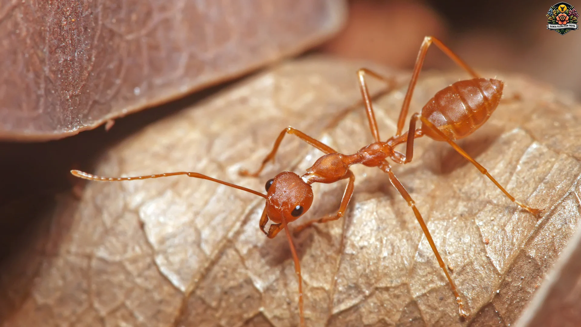 5 Aspek Menarik dalam Kehidupan Semut Penenun Yang Menginspirasi 3 5 Aspek Menarik dalam Kehidupan Semut Penenun Yang Menginspirasi