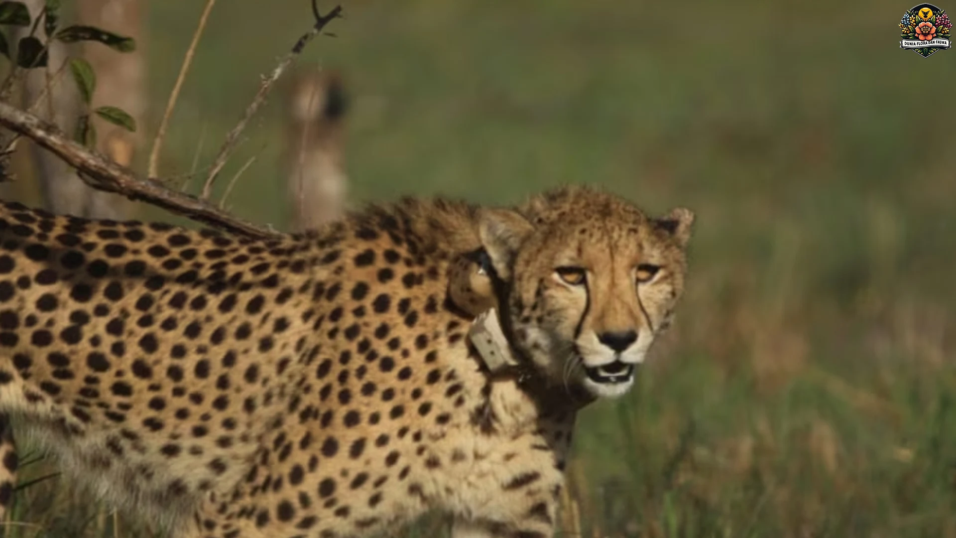 5 Aksi Citah Afrika Timur yang Bikin Kamu Terpesona