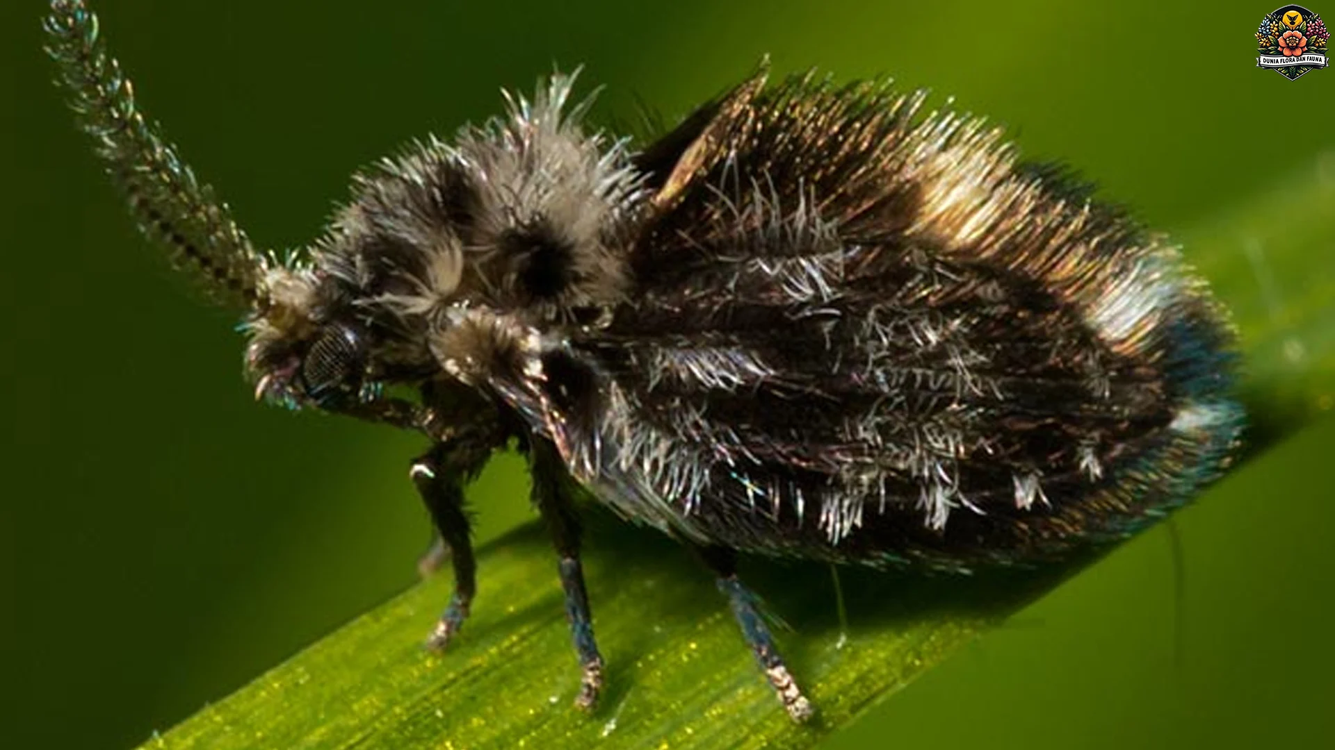 Apa Itu Psychodidae? 5 Hal yang Harus Tahu tentang Serangga Ini