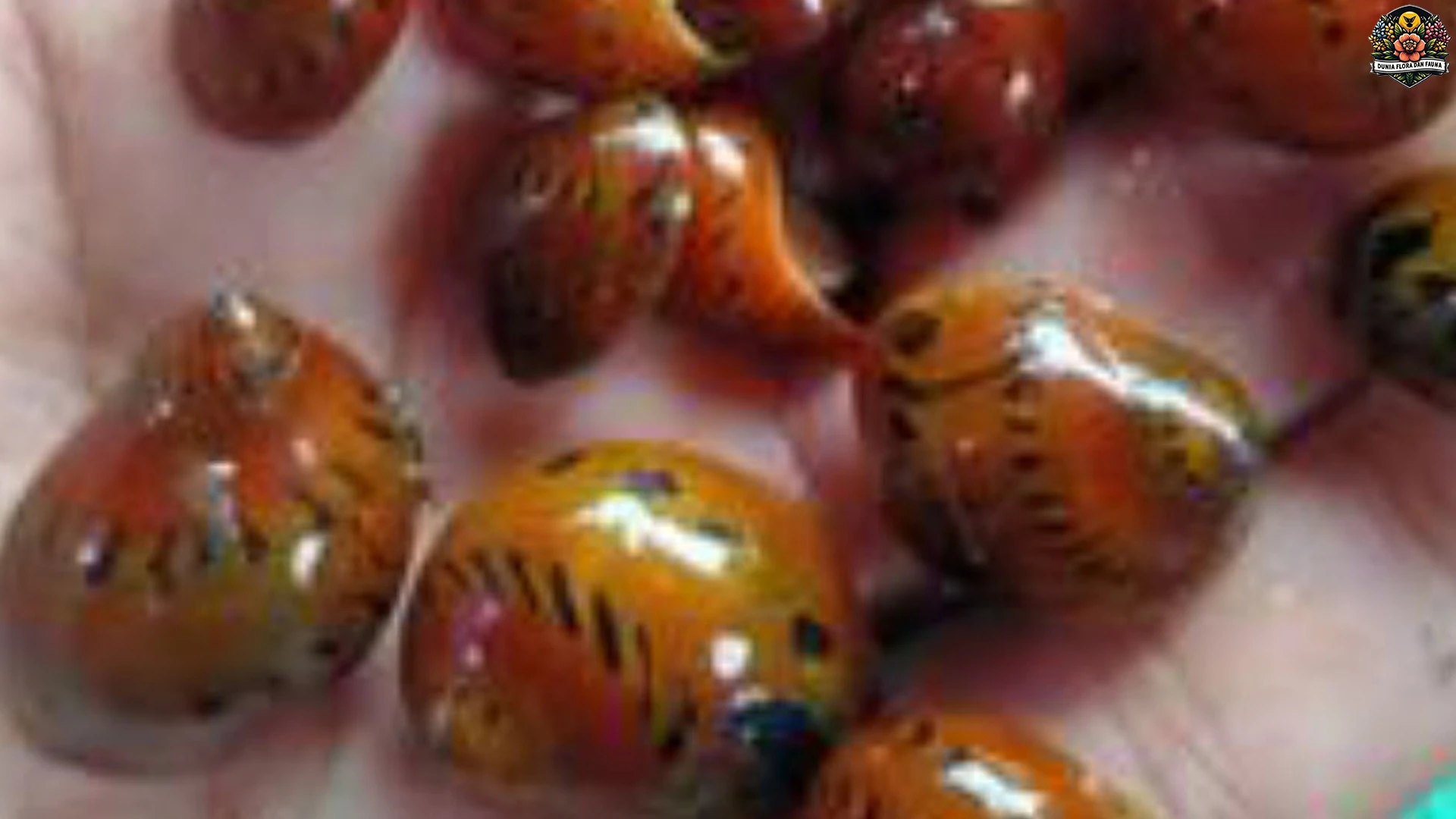 Keong Bawang: 5 Hal yang Membuatnya Sangat Spesial