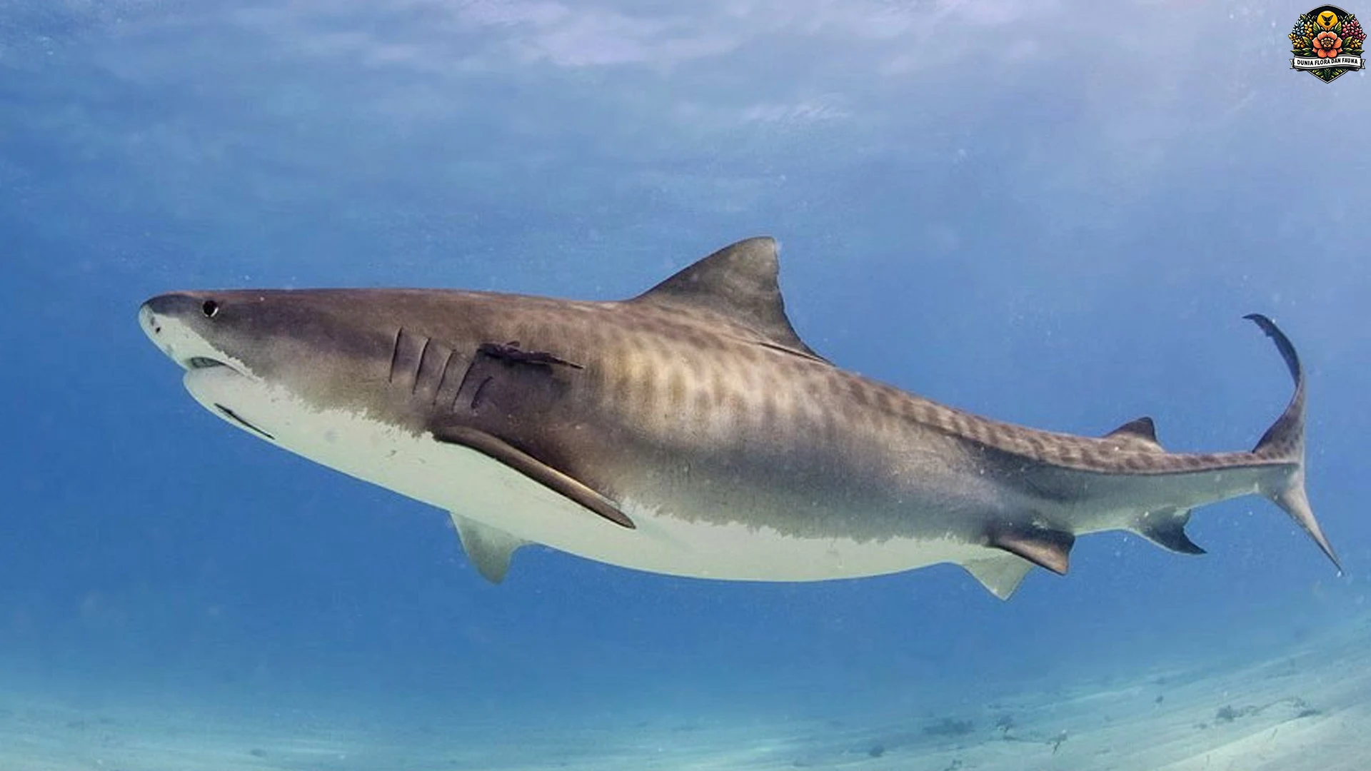 5 Perjalanan Menarik Hiu Macan di Lautan yang Penuh Misteri