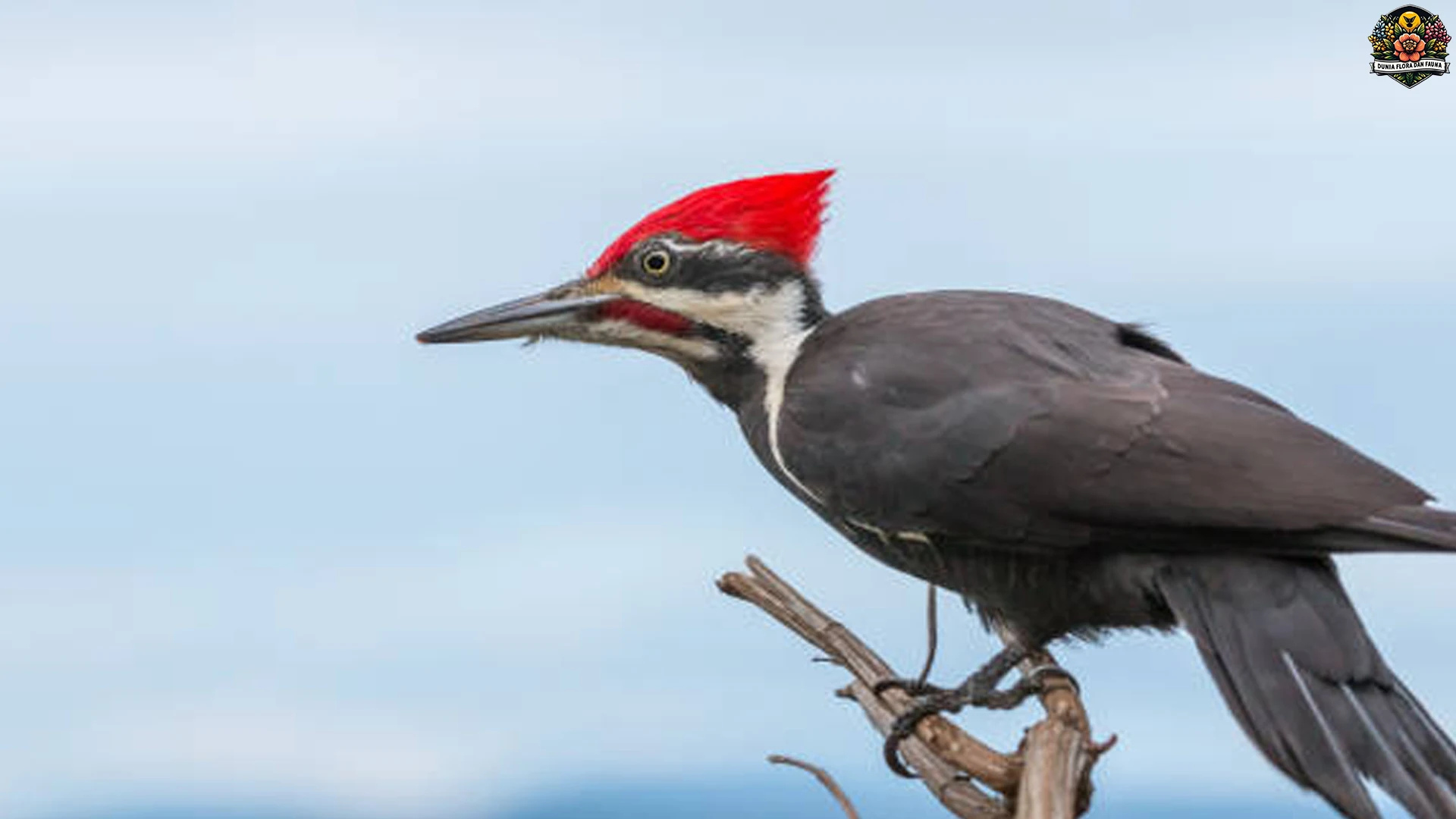 4 Alasan Pelatuk Jambul Menjadi Burung yang Penuh Pesona