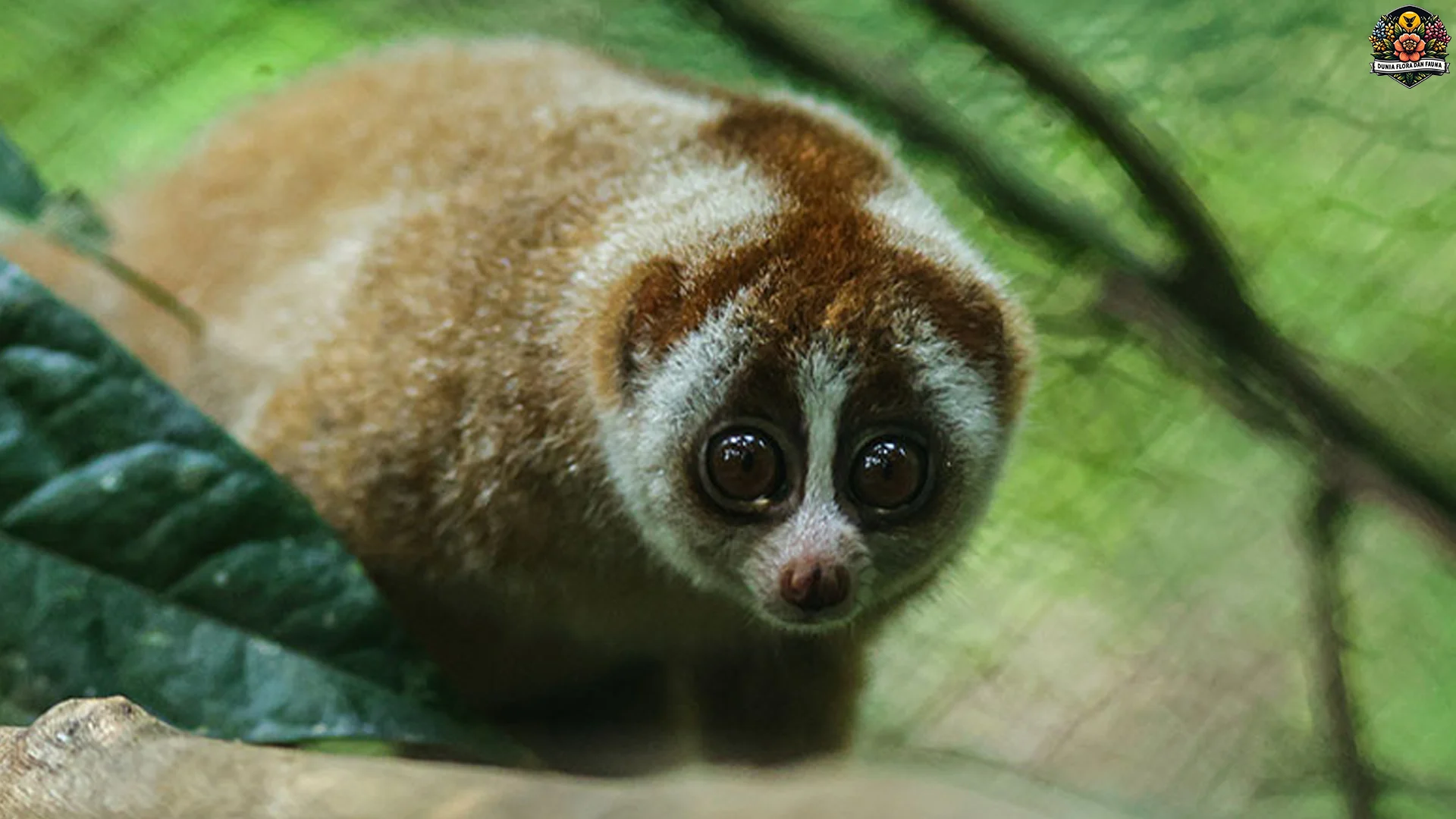 Kukang Sunda: Si Pemalas Anu Ngeunah Banget Dicinta 100x