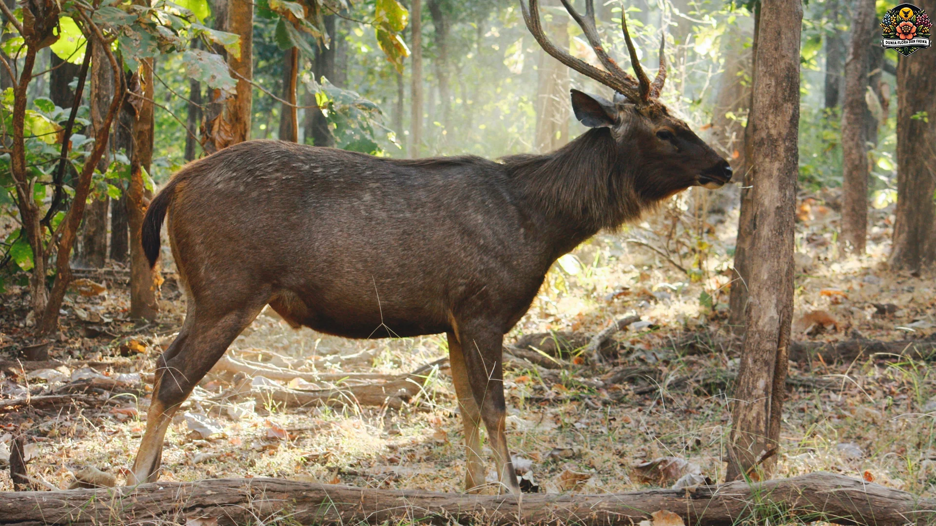 5 Hal Tentang Rusa Sambar yang Akan Mengubah Pandanganmu
